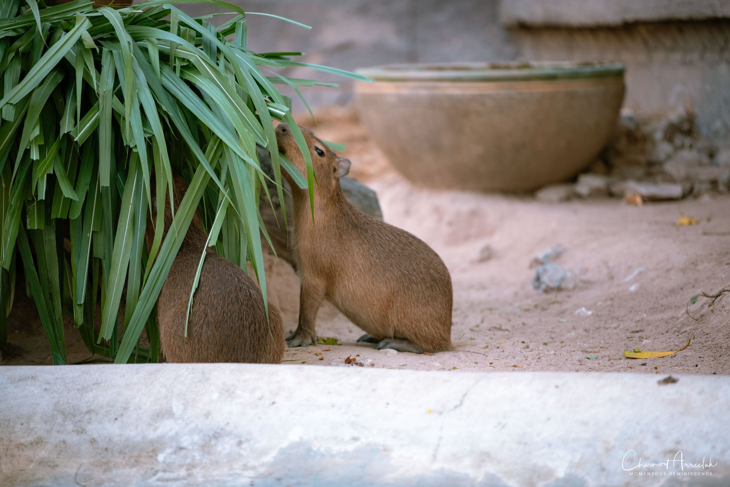 2020-12-30 - Khao Kheaw Zoo-41_Resize.jpg