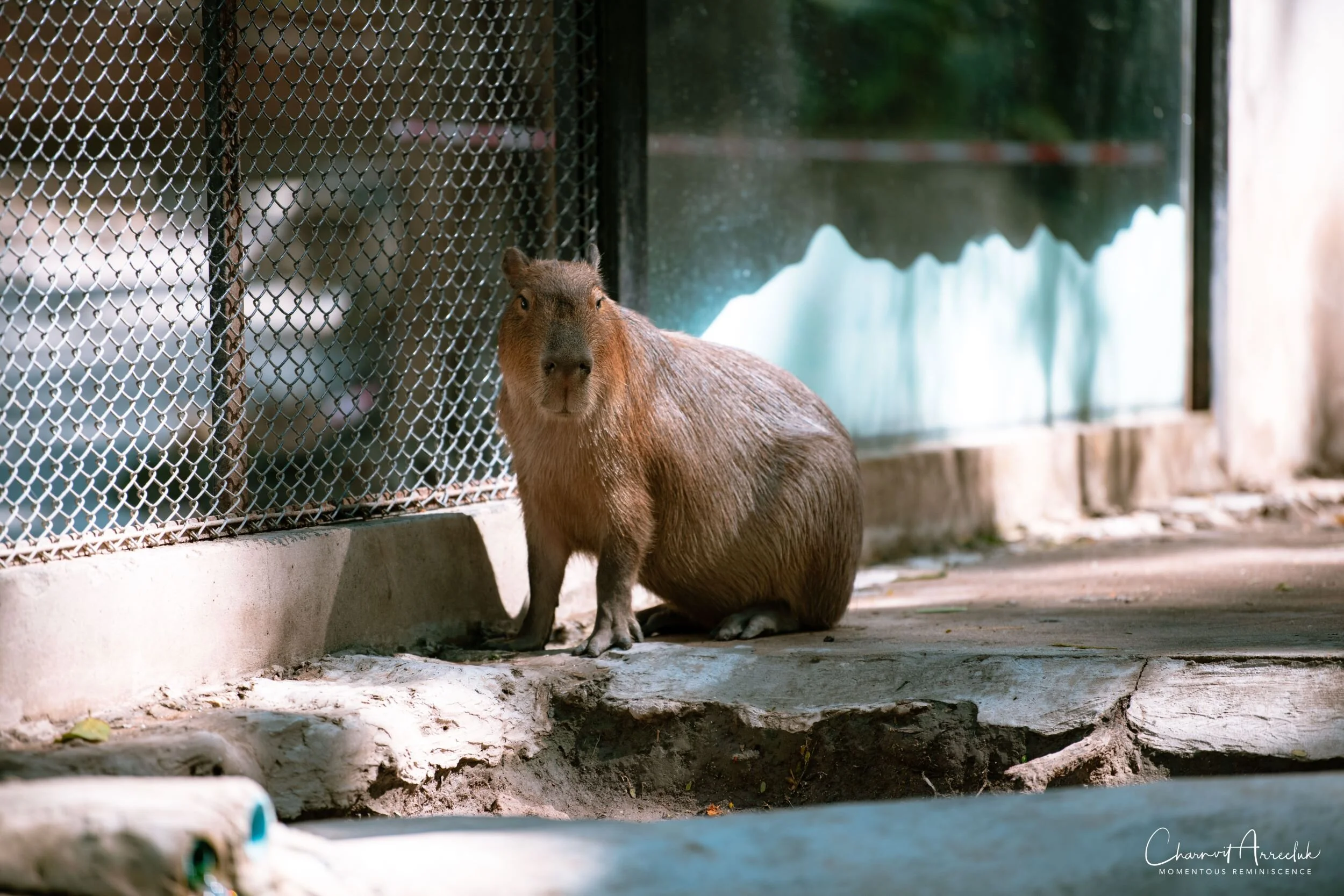2020-12-30 - Khao Kheaw Zoo-42_Resize.jpg