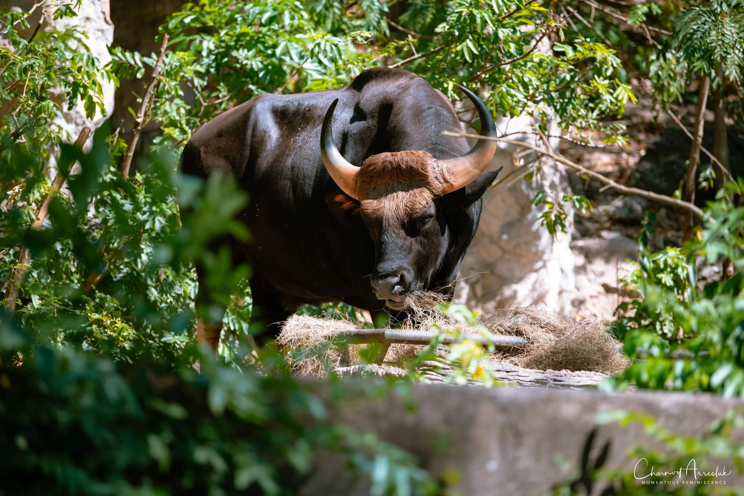 2020-12-30 - Khao Kheaw Zoo-45_Resize.jpg