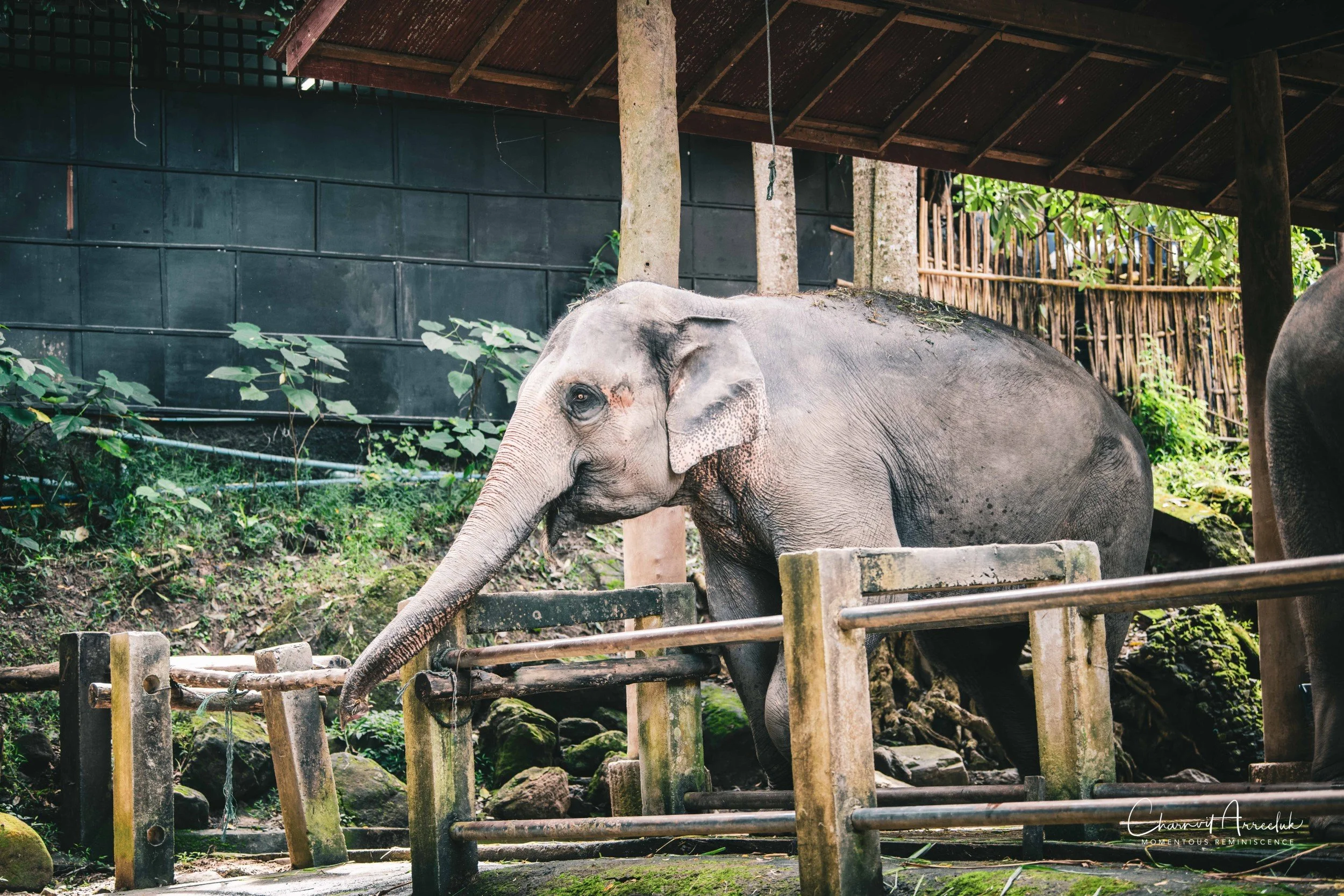 2021-11-03 - Chiang Mai with Gae Family-154 (Squarespace).jpg