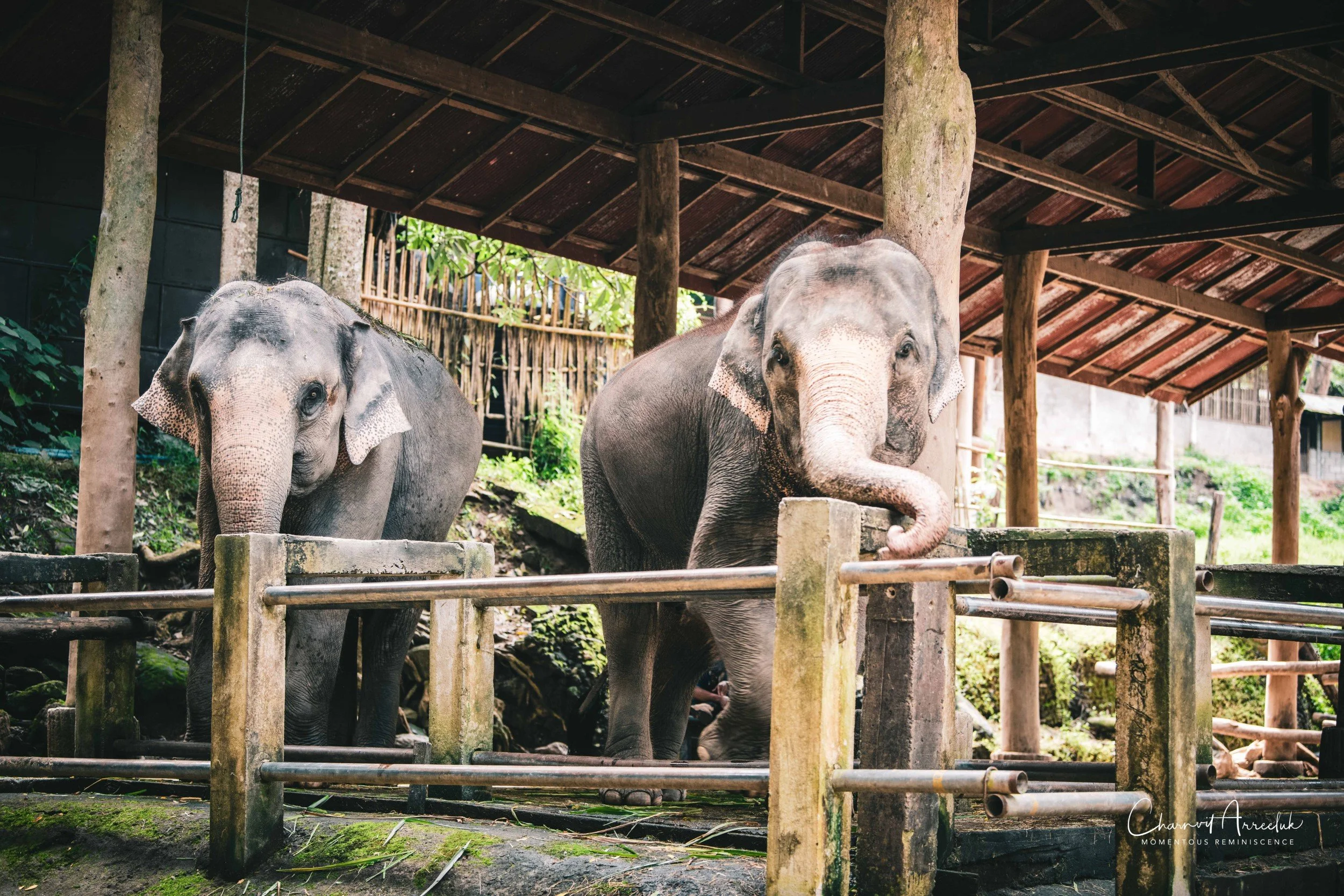 2021-11-03 - Chiang Mai with Gae Family-155 (Squarespace).jpg