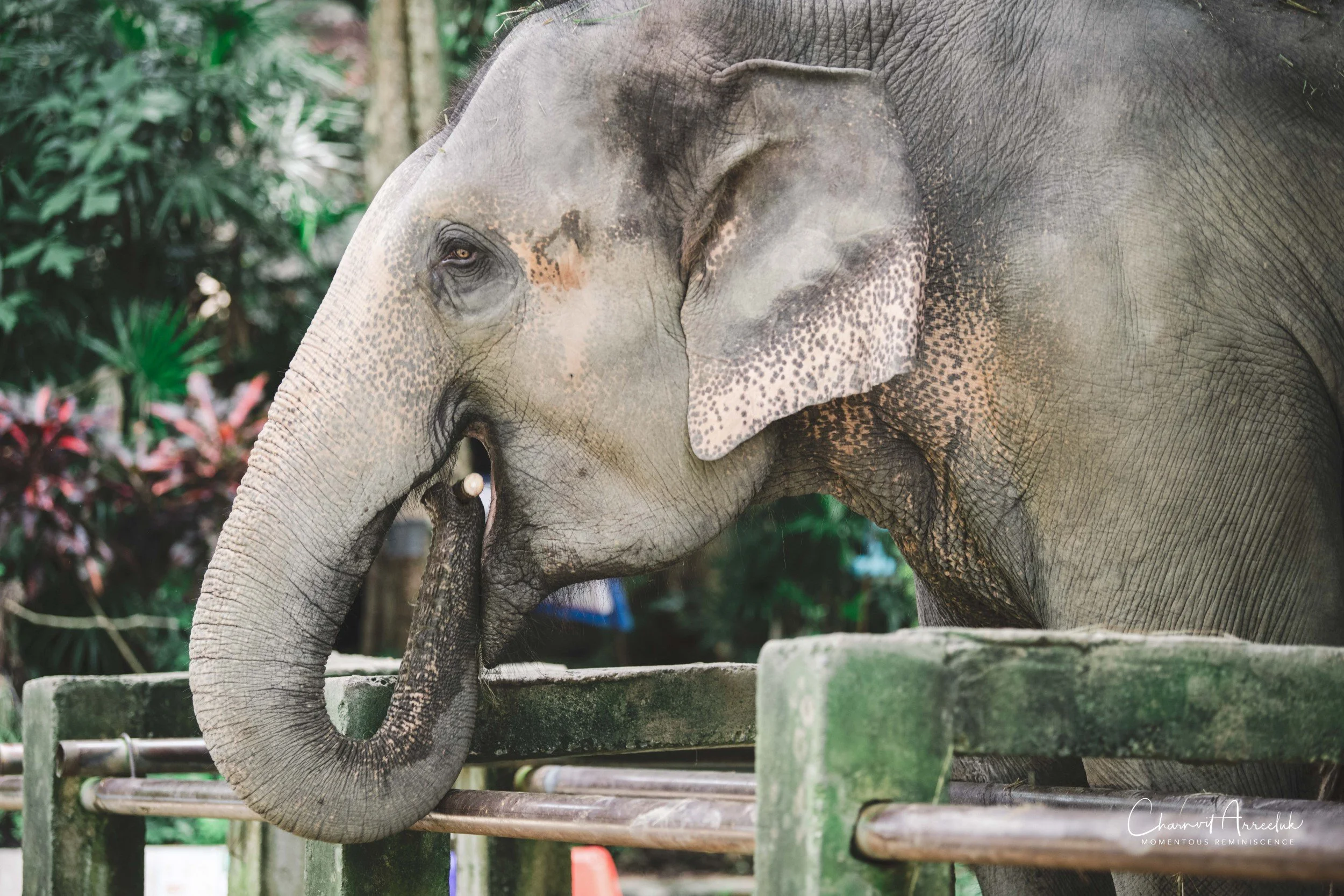 2021-11-03 - Chiang Mai with Gae Family-167 (Squarespace).jpg