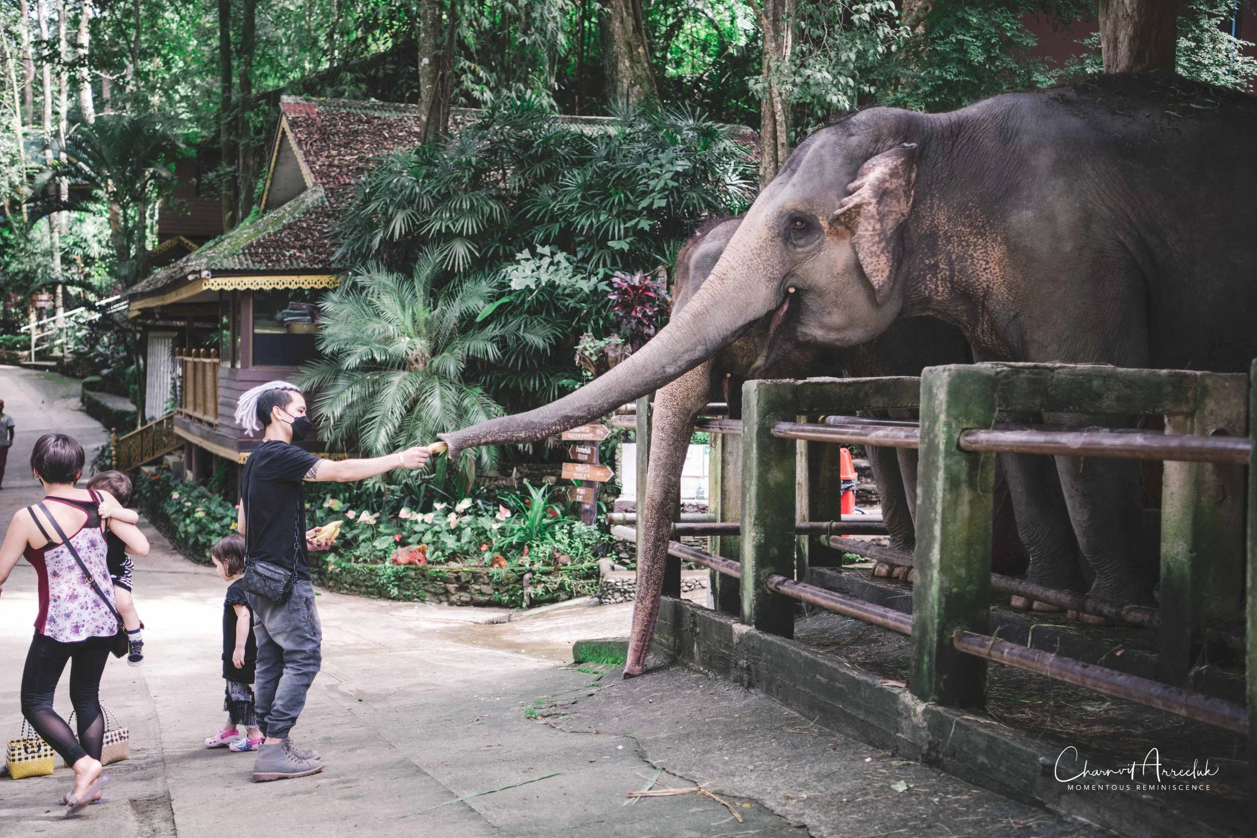 2021-11-03 - Chiang Mai with Gae Family-168 (Squarespace).jpg