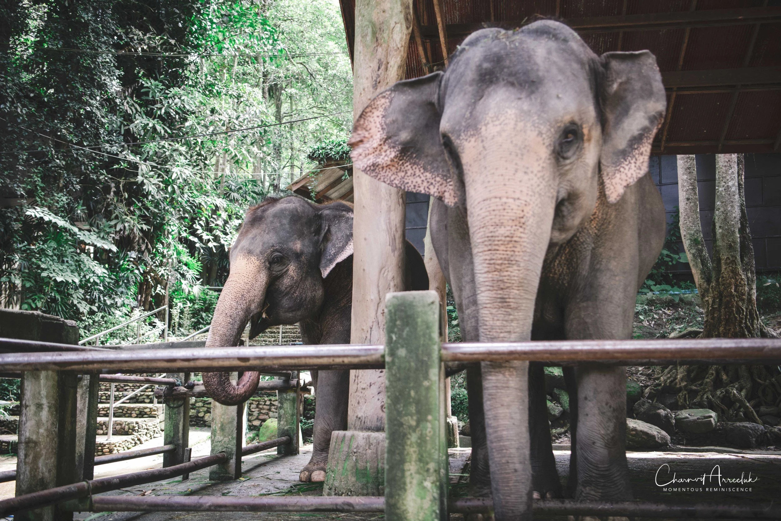 2021-11-03 - Chiang Mai with Gae Family-173 (Squarespace).jpg