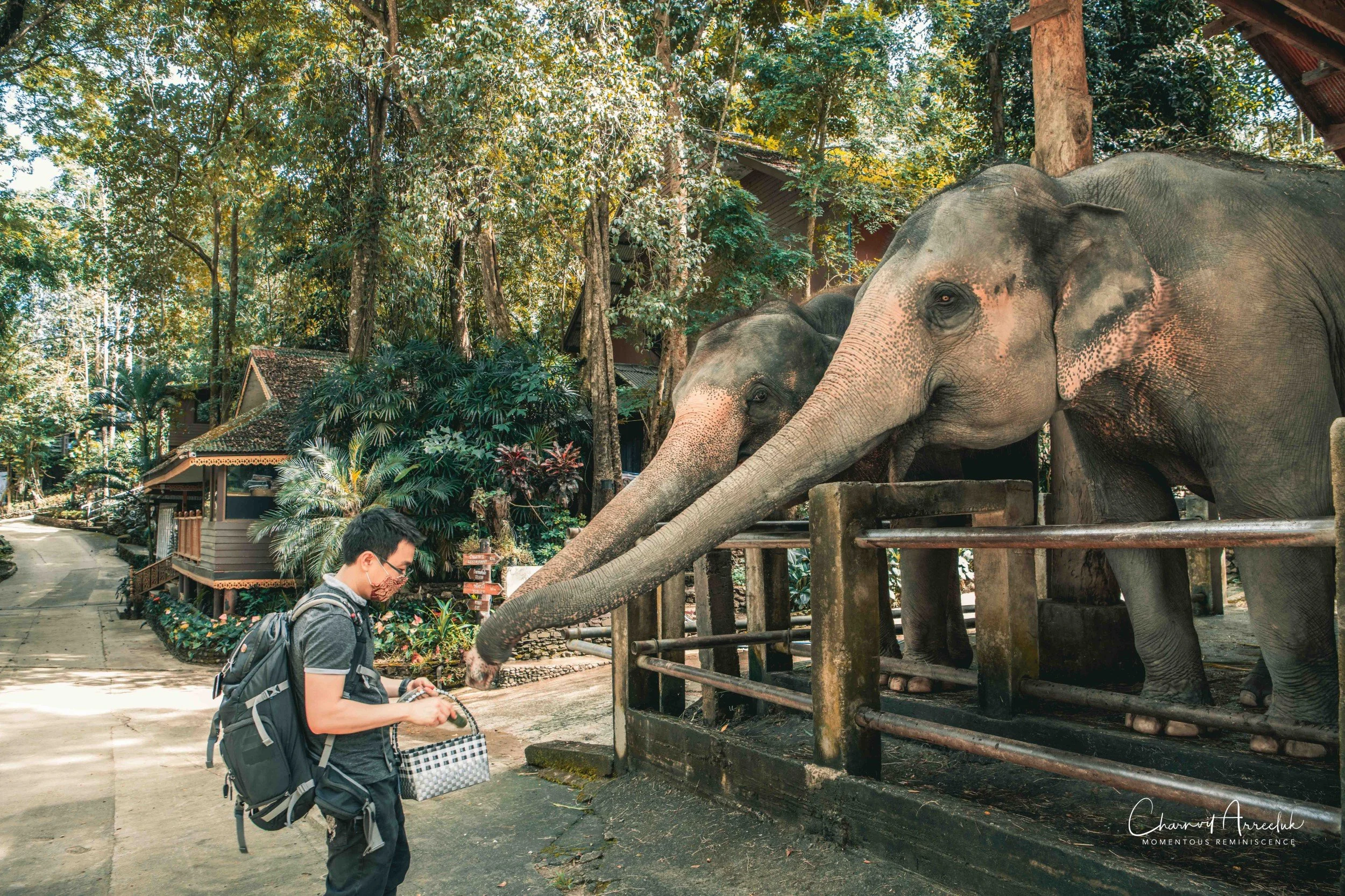 2021-11-03 - Chiang Mai with Gae Family-186 (Squarespace).jpg