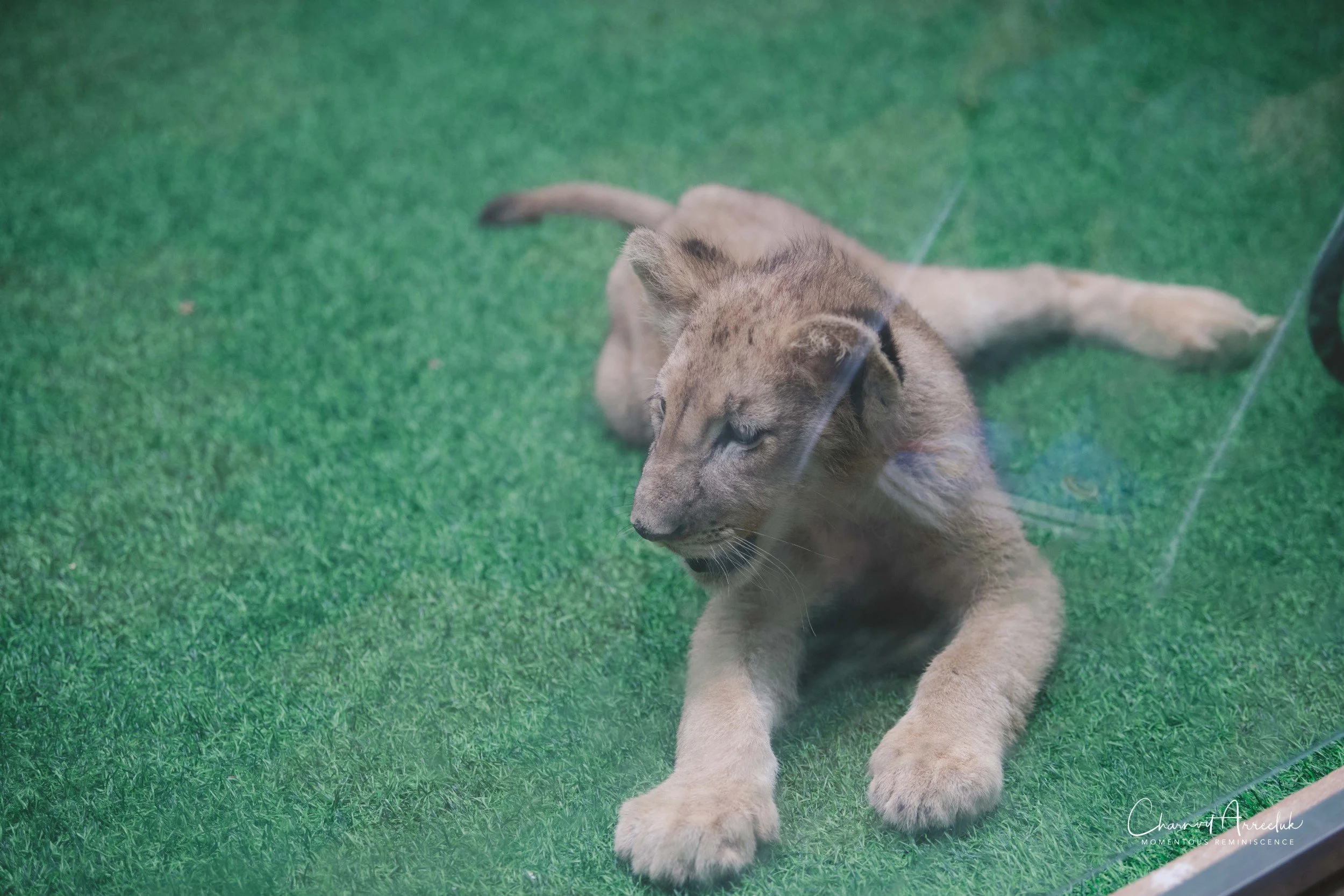 2021-11-12 - Safari World Rex 1st Time-2 (Squarespace).jpg