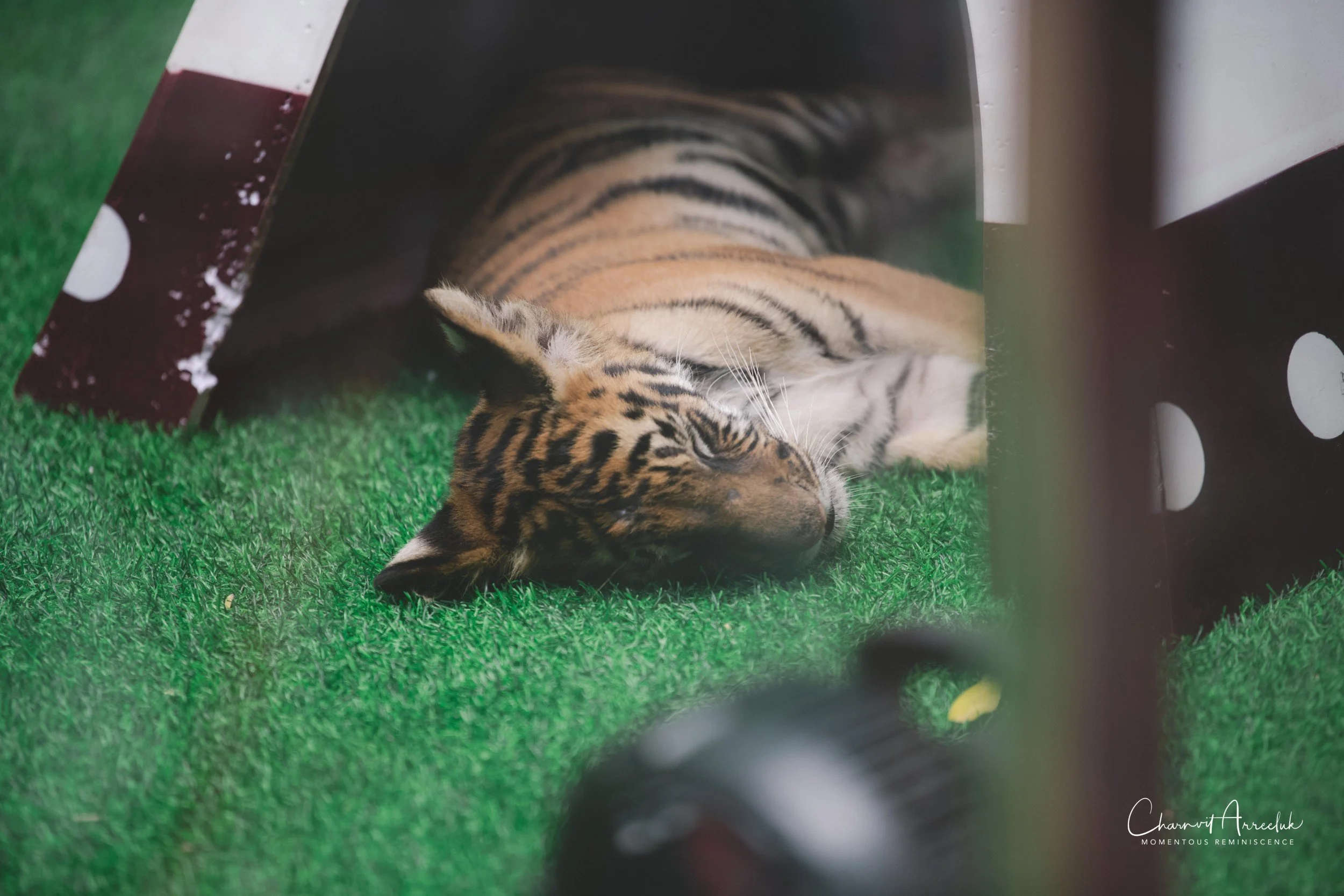2021-11-12 - Safari World Rex 1st Time-3 (Squarespace).jpg