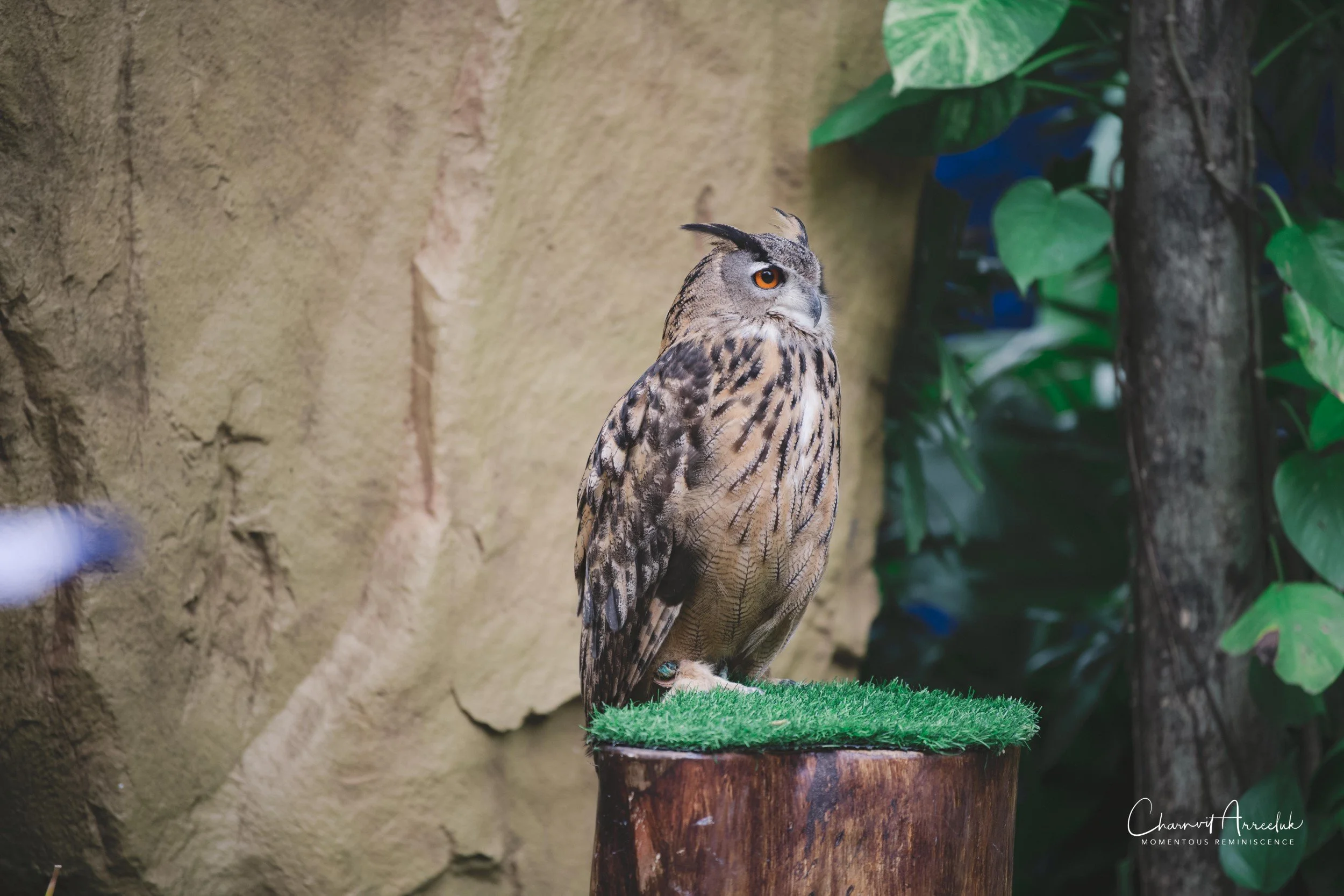 2021-11-12 - Safari World Rex 1st Time-5 (Squarespace).jpg