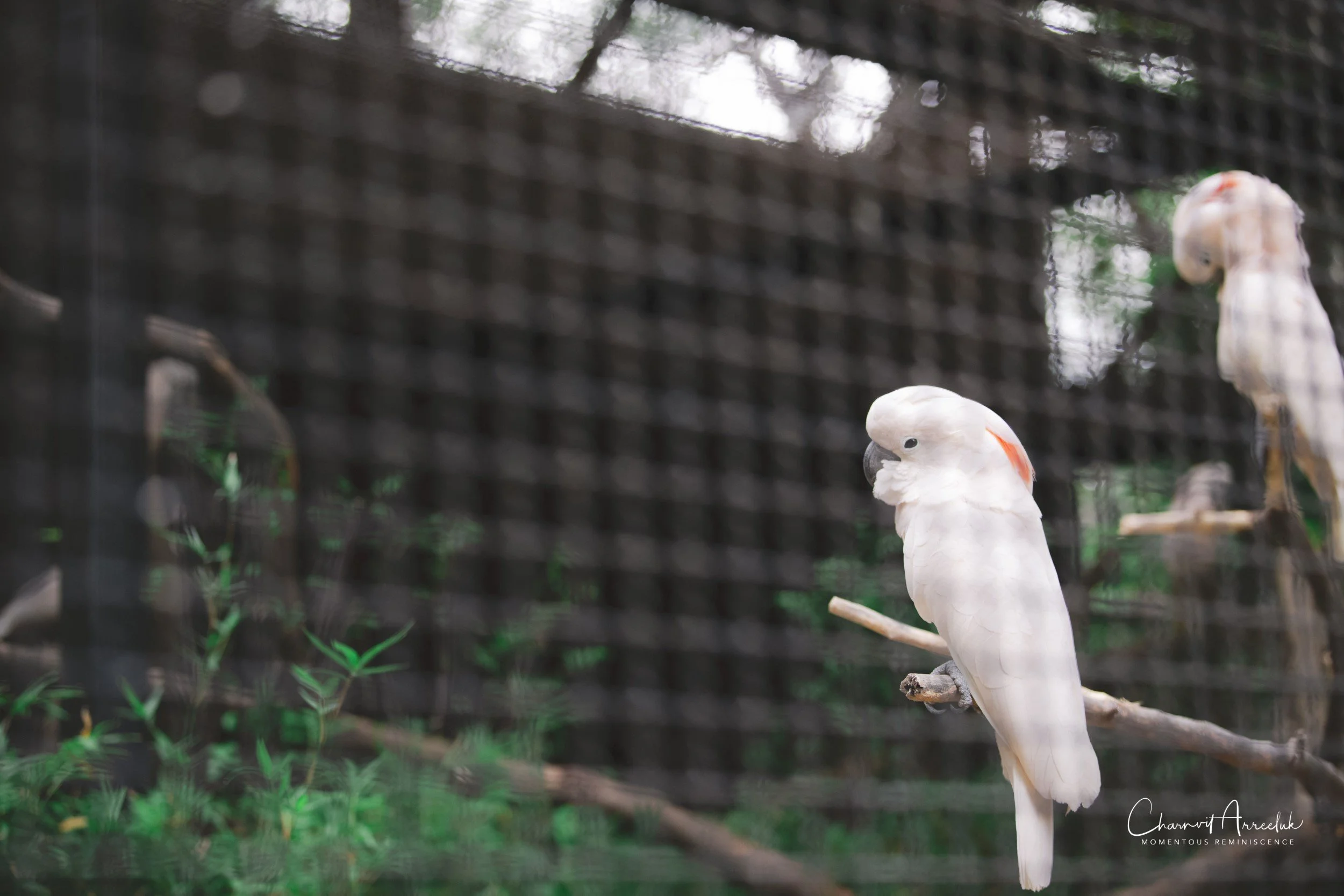 2021-11-12 - Safari World Rex 1st Time-10 (Squarespace).jpg