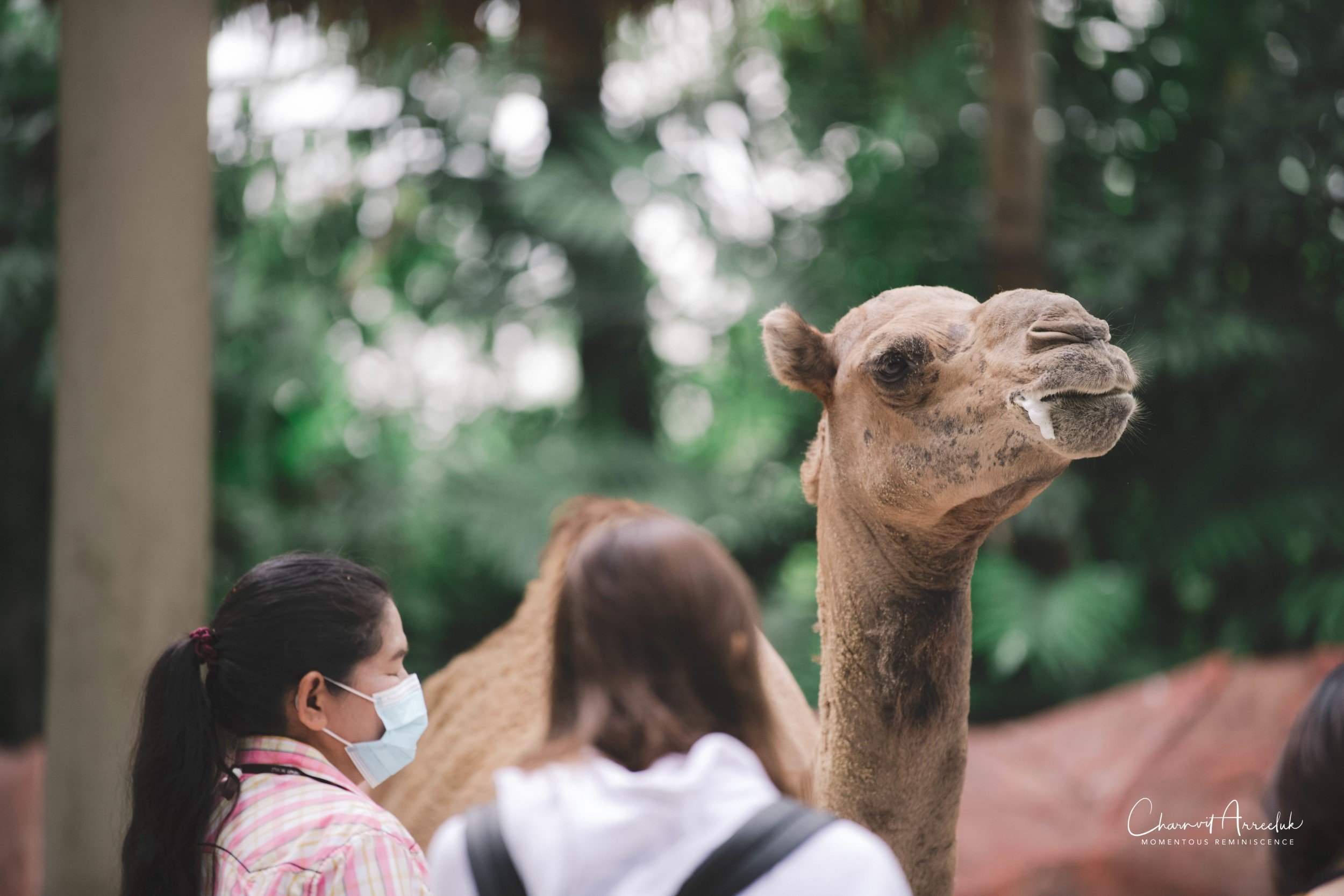 2021-11-12 - Safari World Rex 1st Time-17 (Squarespace).jpg