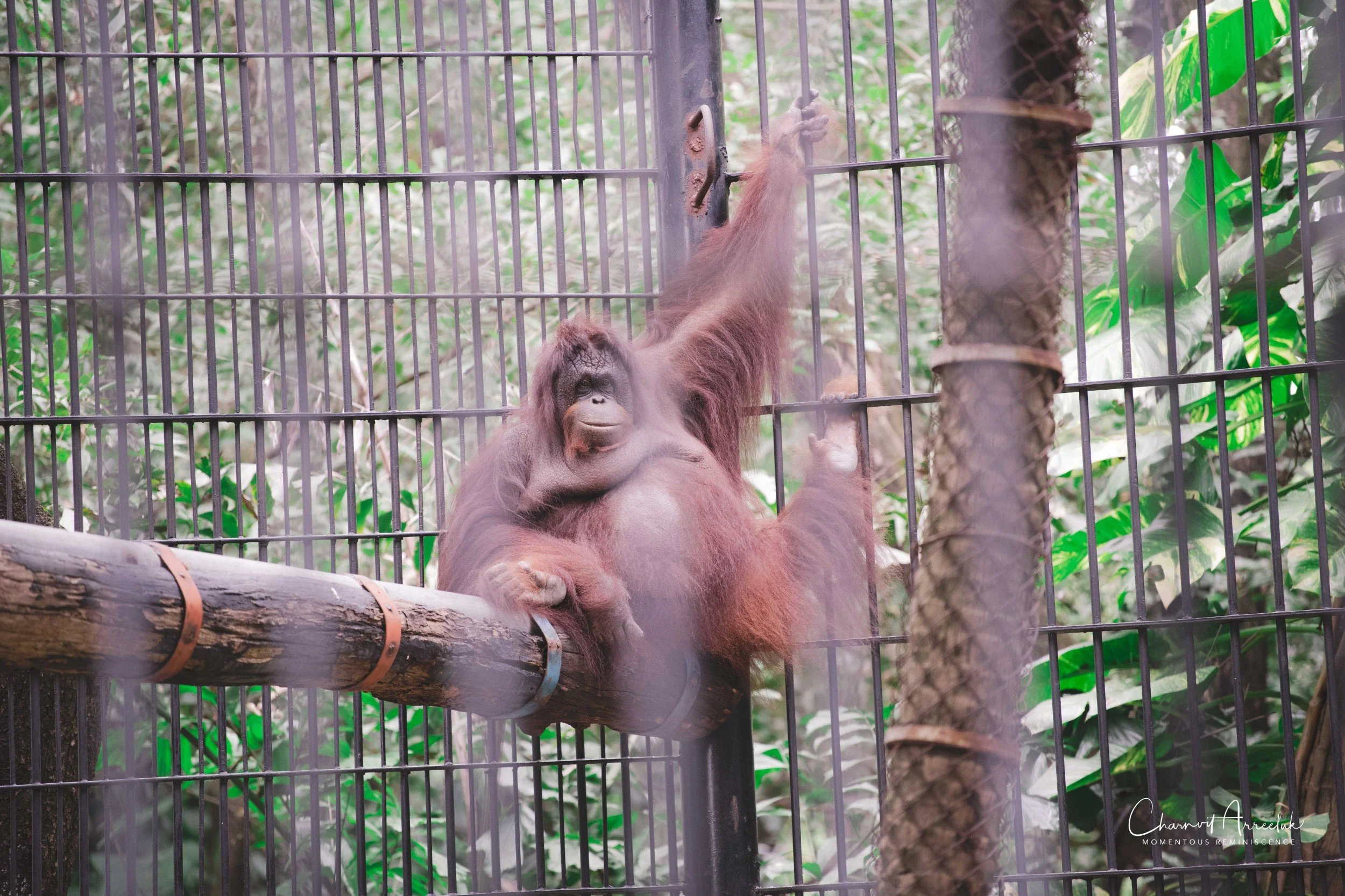 2021-11-12 - Safari World Rex 1st Time-18 (Squarespace).jpg