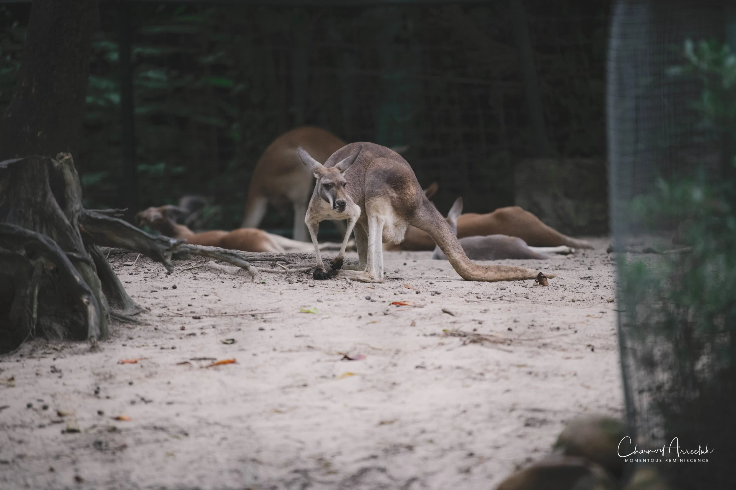2021-11-12 - Safari World Rex 1st Time-19 (Squarespace).jpg