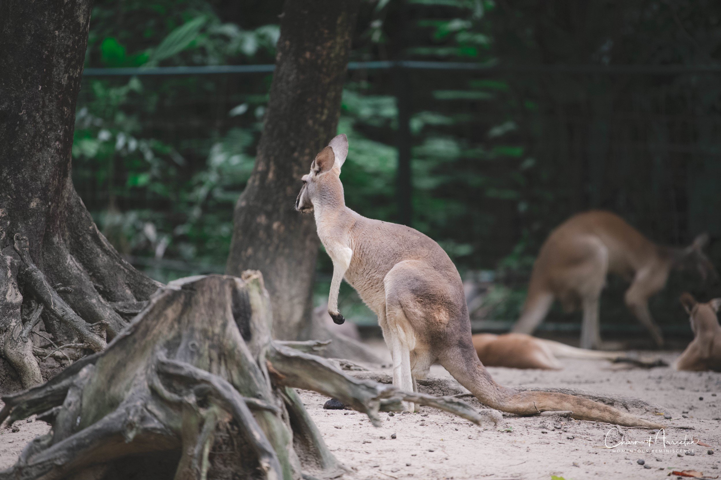 2021-11-12 - Safari World Rex 1st Time-20 (Squarespace).jpg