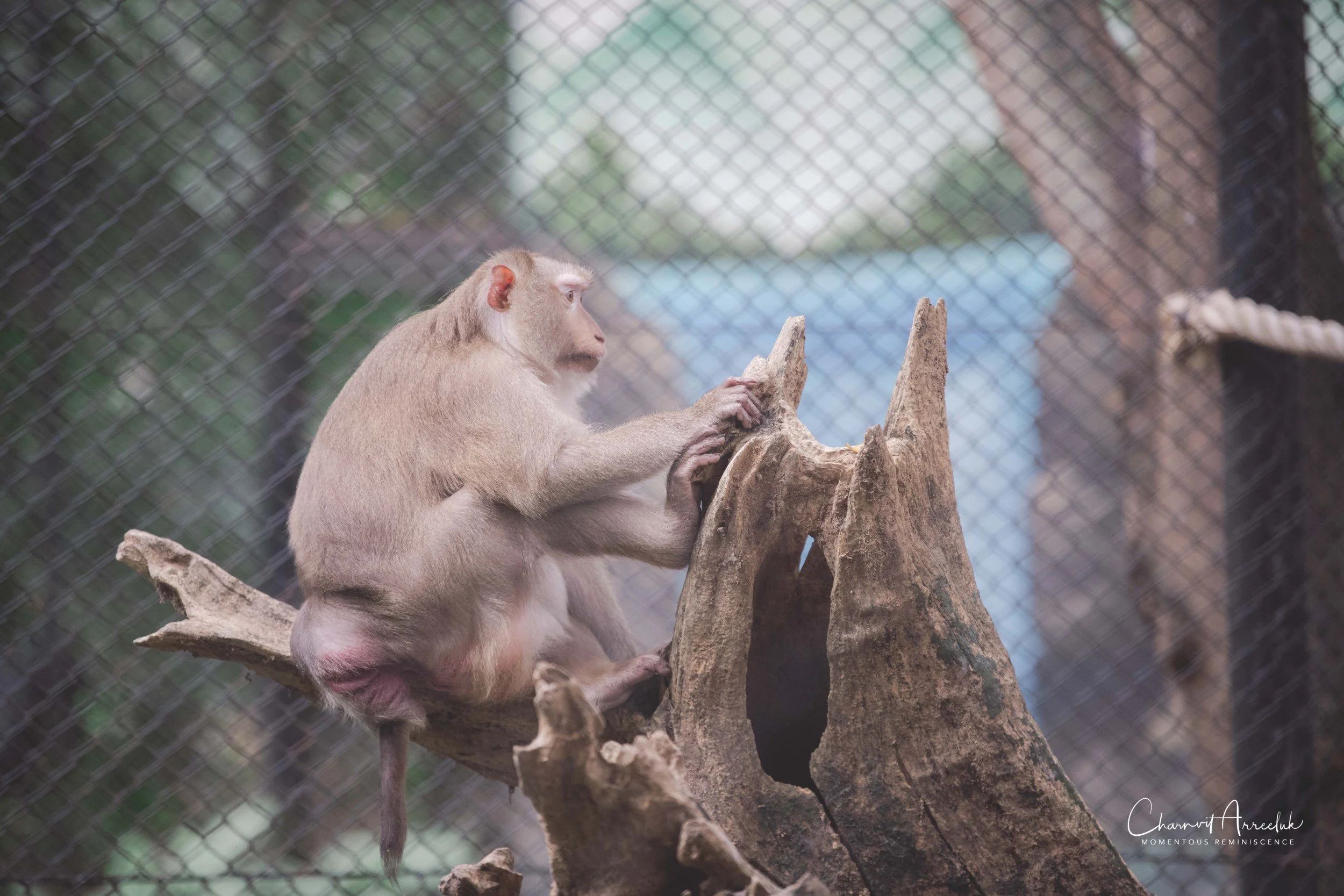 2021-11-12 - Safari World Rex 1st Time-23 (Squarespace).jpg