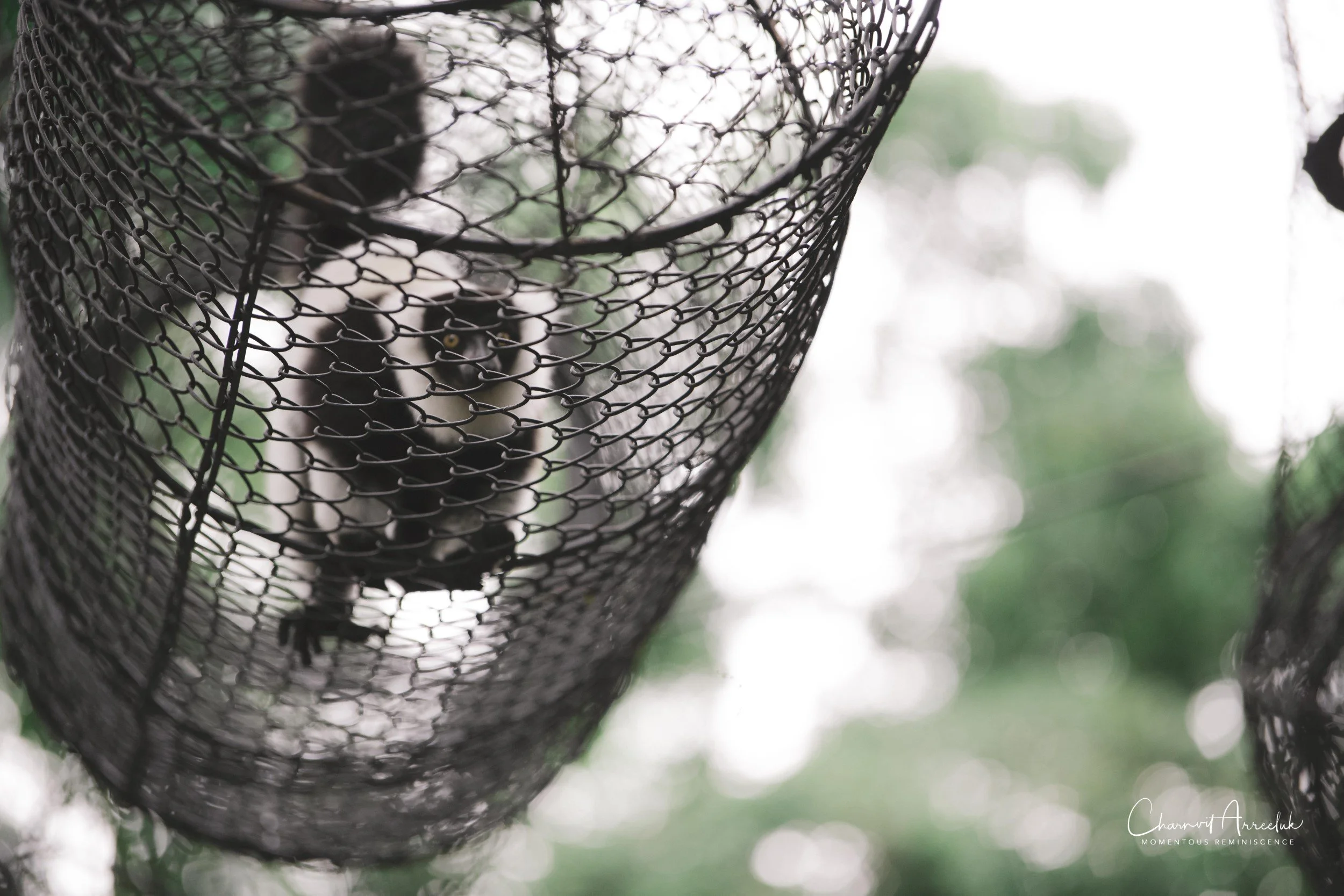 2021-11-12 - Safari World Rex 1st Time-24 (Squarespace).jpg