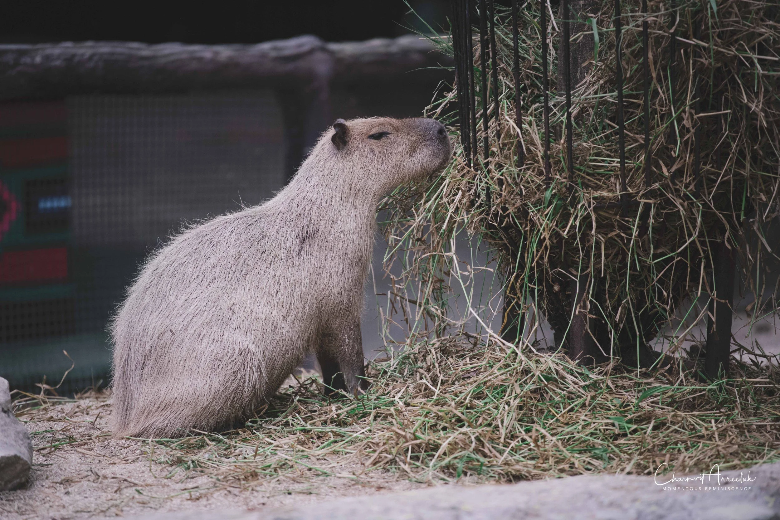 2021-11-12 - Safari World Rex 1st Time-25 (Squarespace).jpg