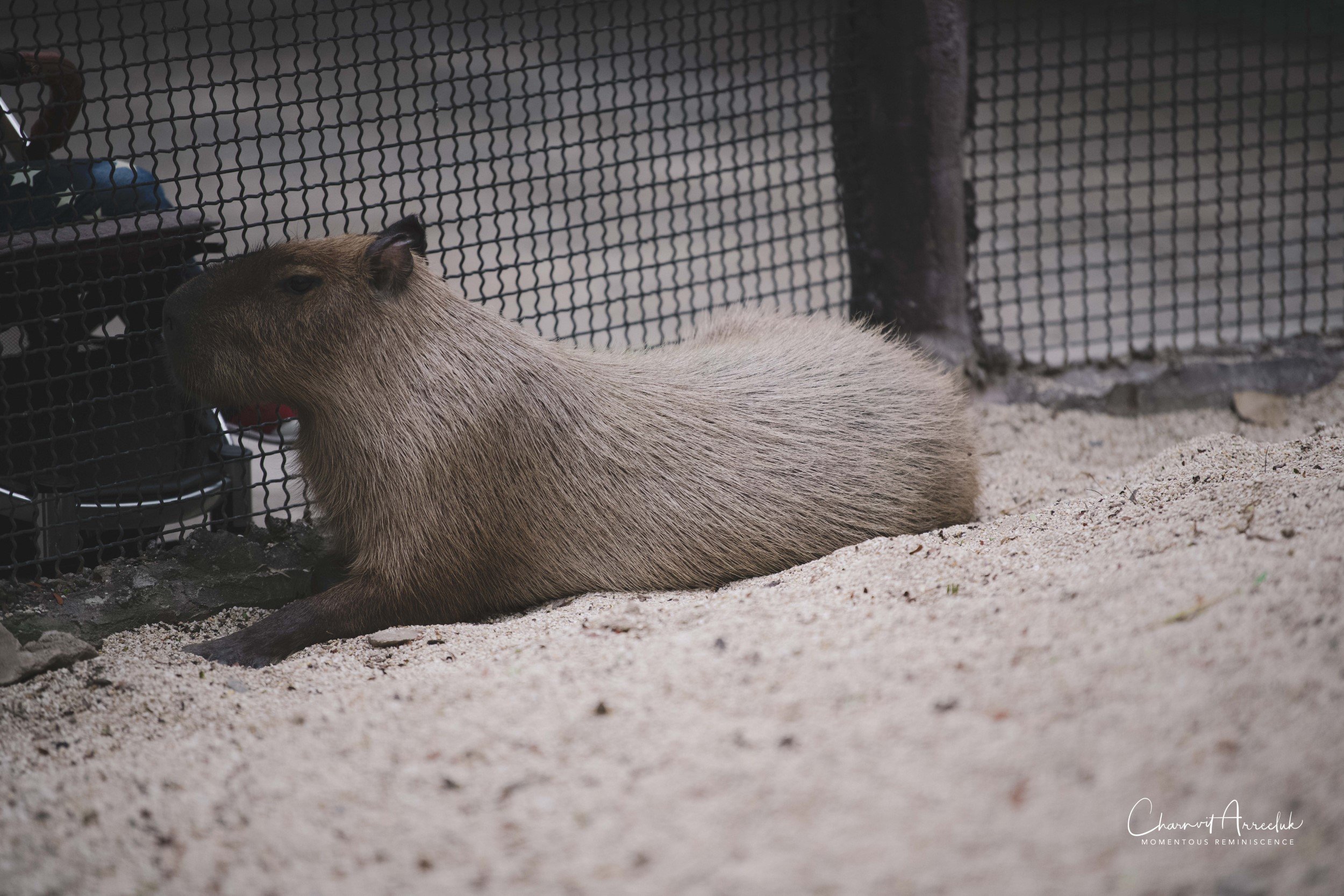 2021-11-12 - Safari World Rex 1st Time-26 (Squarespace).jpg