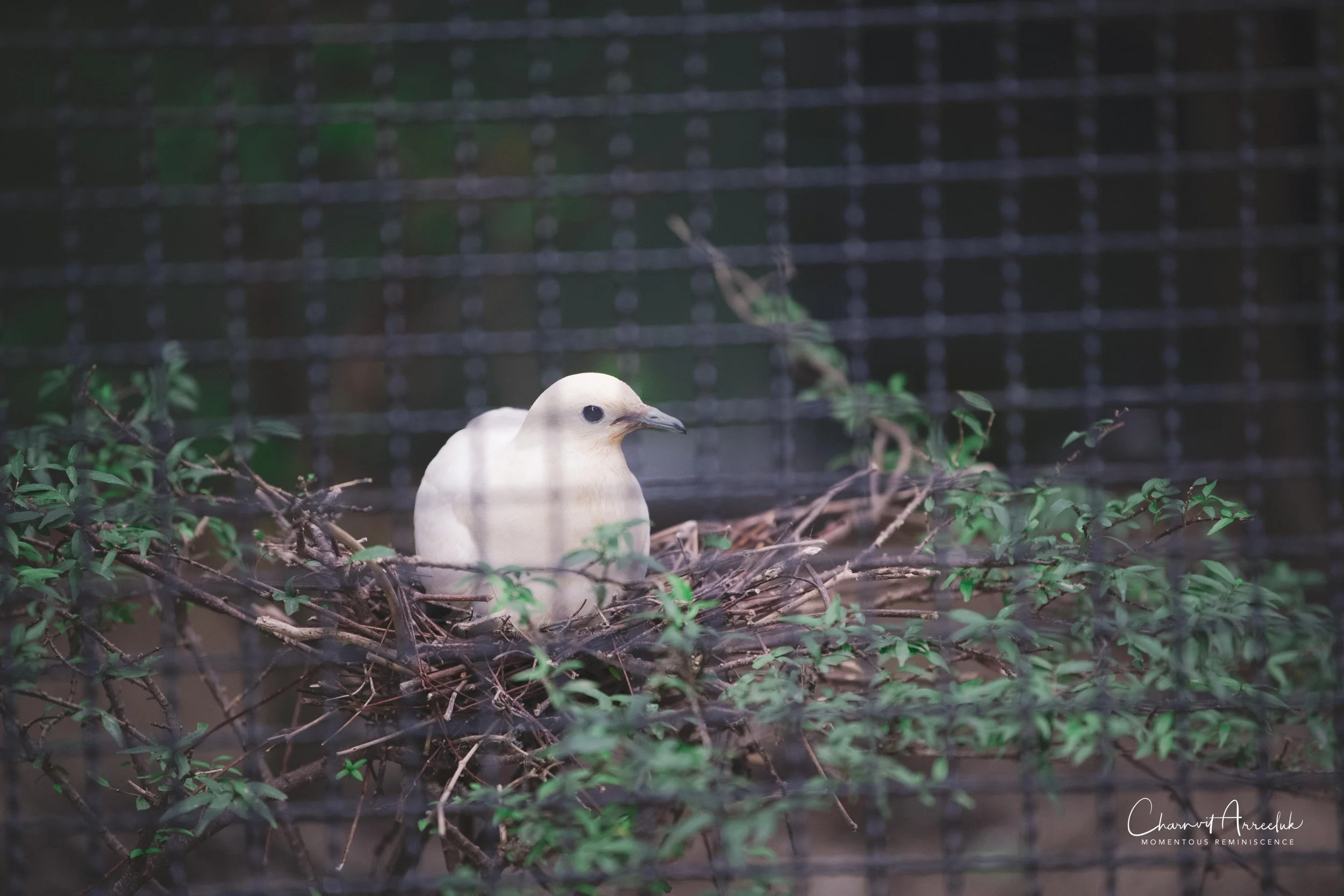 2021-11-12 - Safari World Rex 1st Time-28 (Squarespace).jpg