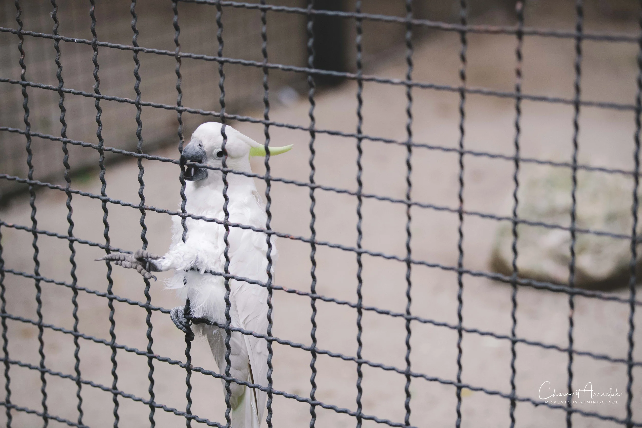 2021-11-12 - Safari World Rex 1st Time-33 (Squarespace).jpg