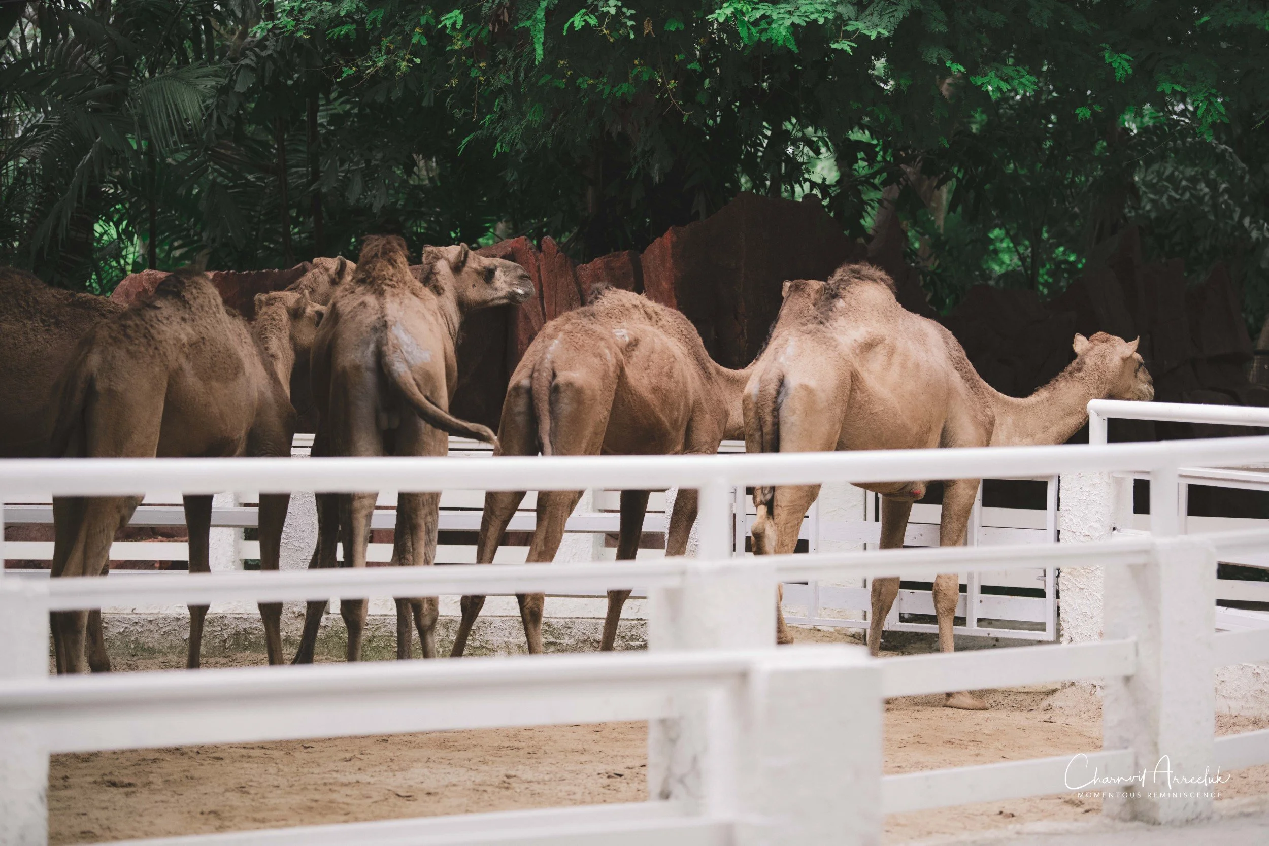 2021-11-12 - Safari World Rex 1st Time-34 (Squarespace).jpg