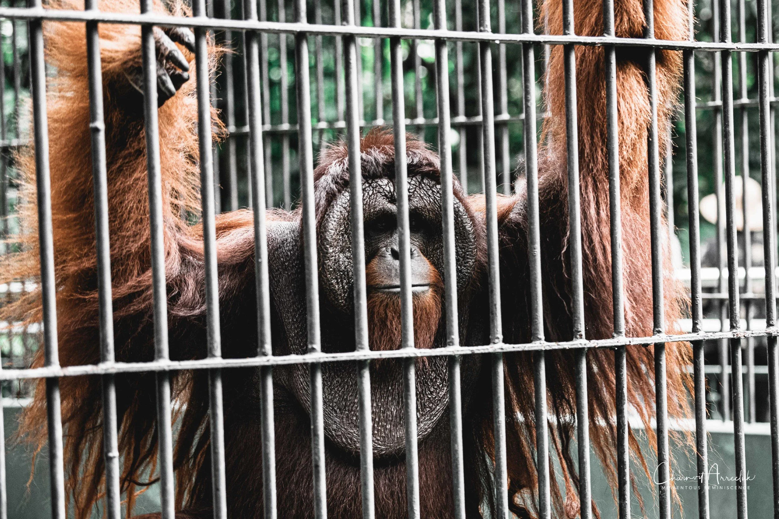 2021-11-12 - Safari World Rex 1st Time-36 (Squarespace).jpg