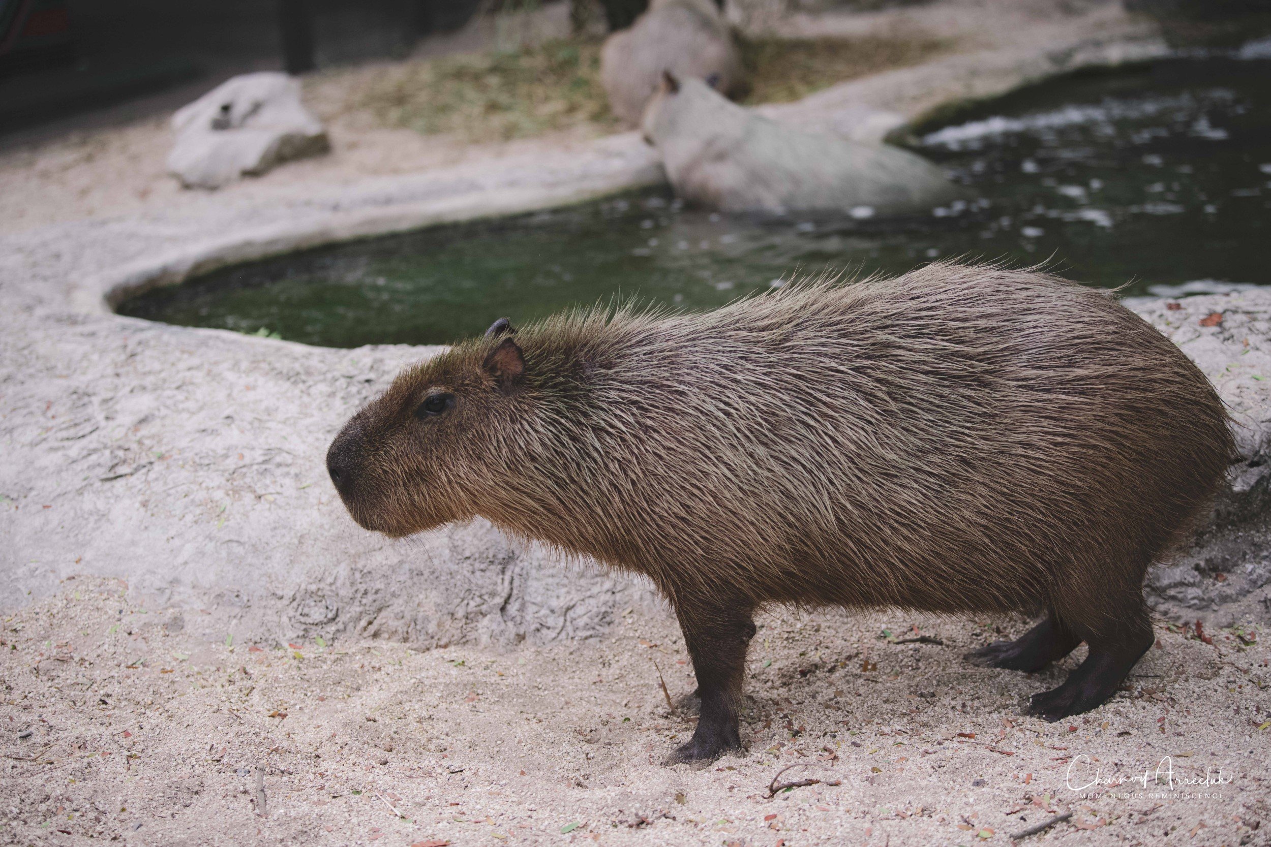 2021-11-12 - Safari World Rex 1st Time-41 (Squarespace).jpg