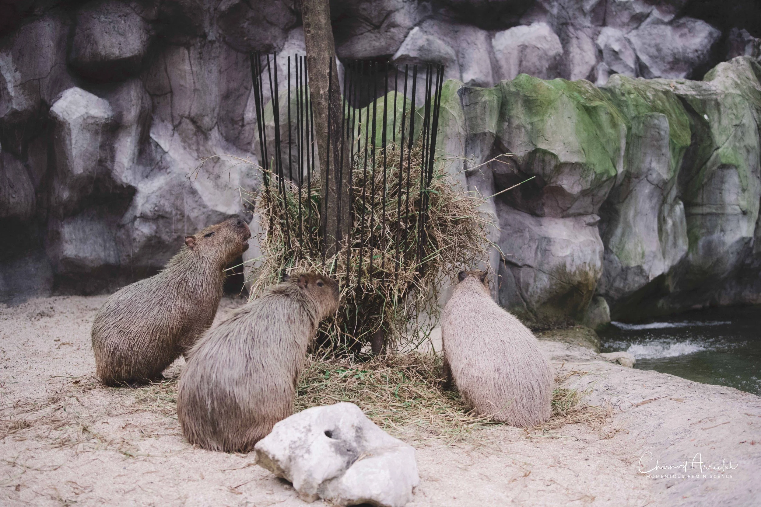 2021-11-12 - Safari World Rex 1st Time-45 (Squarespace).jpg