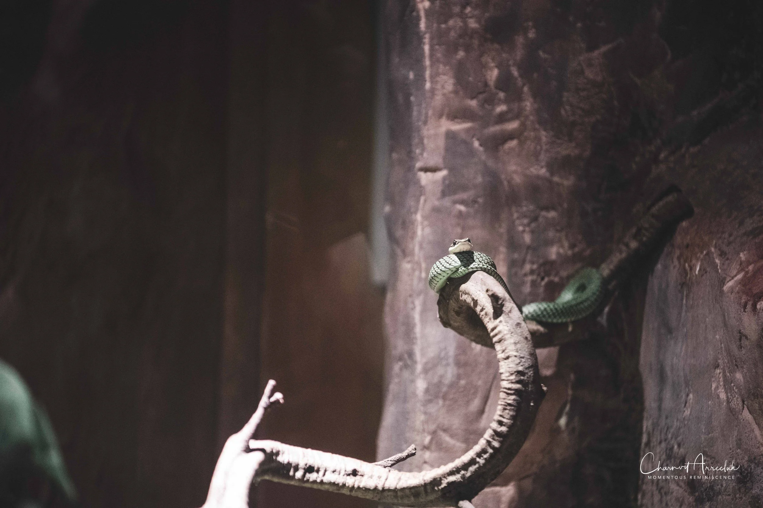 2021-12-11 - Siam Serpentarium-13 (Squarespace).jpg