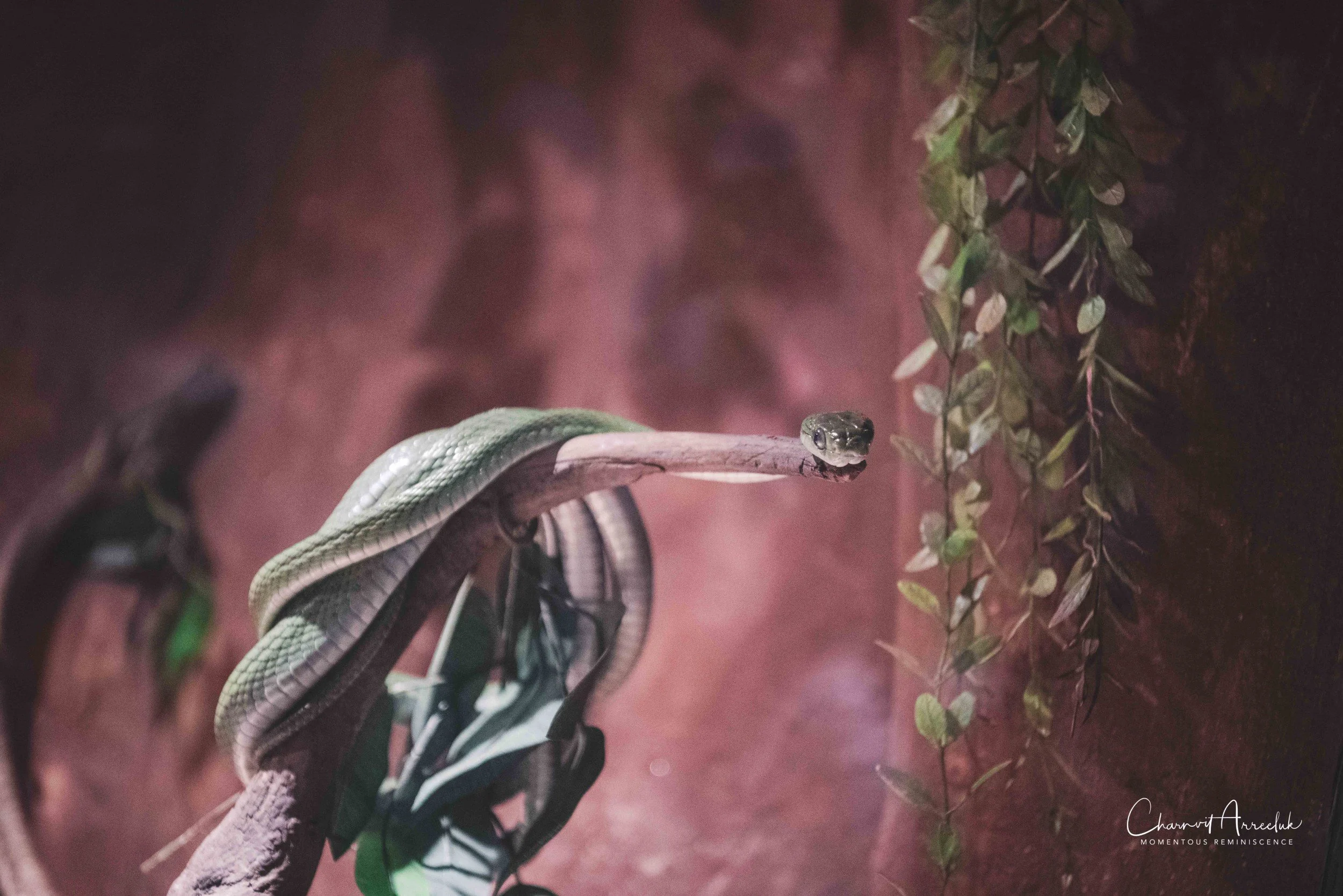 2021-12-11 - Siam Serpentarium-12 (Squarespace).jpg