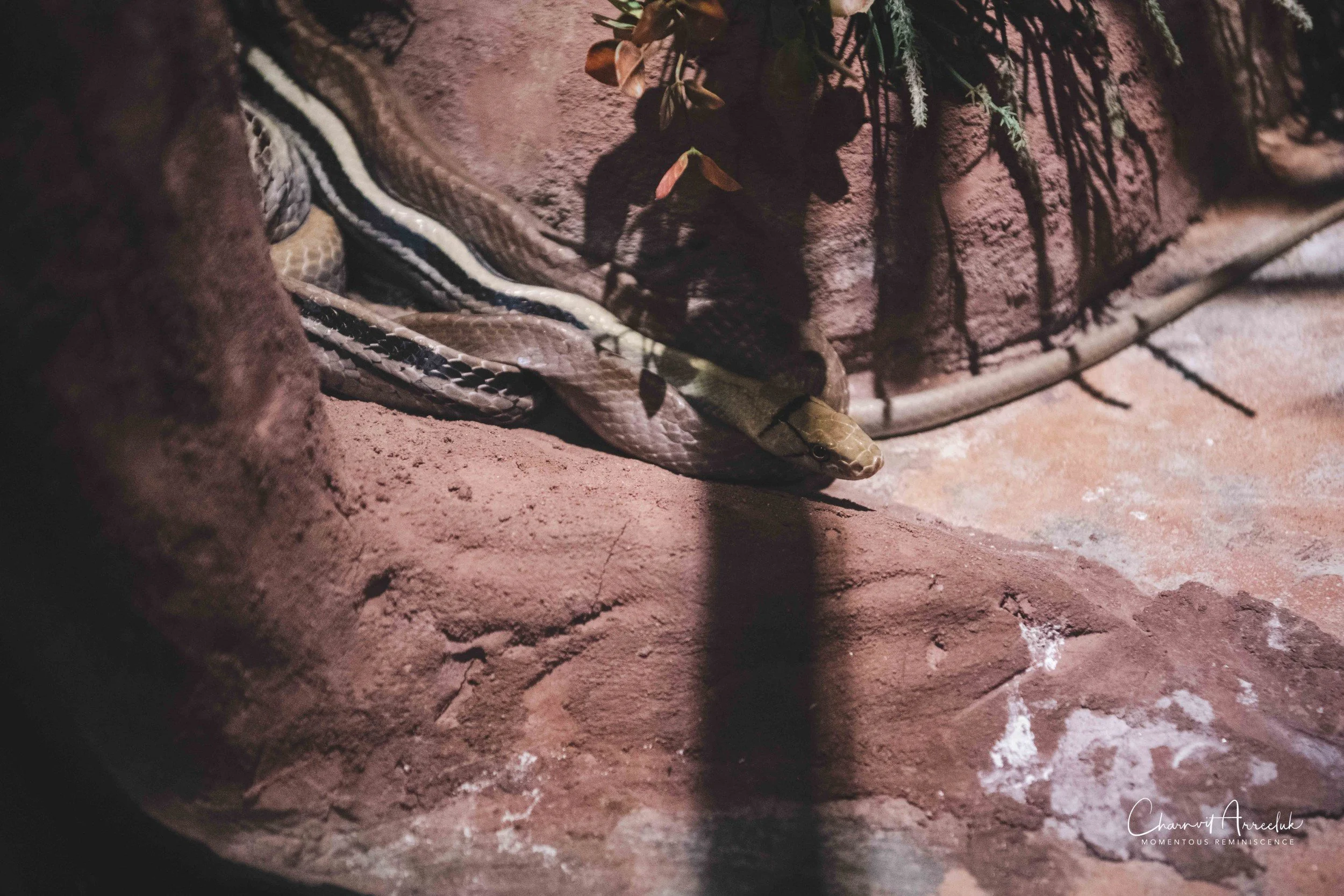 2021-12-11 - Siam Serpentarium-14 (Squarespace).jpg