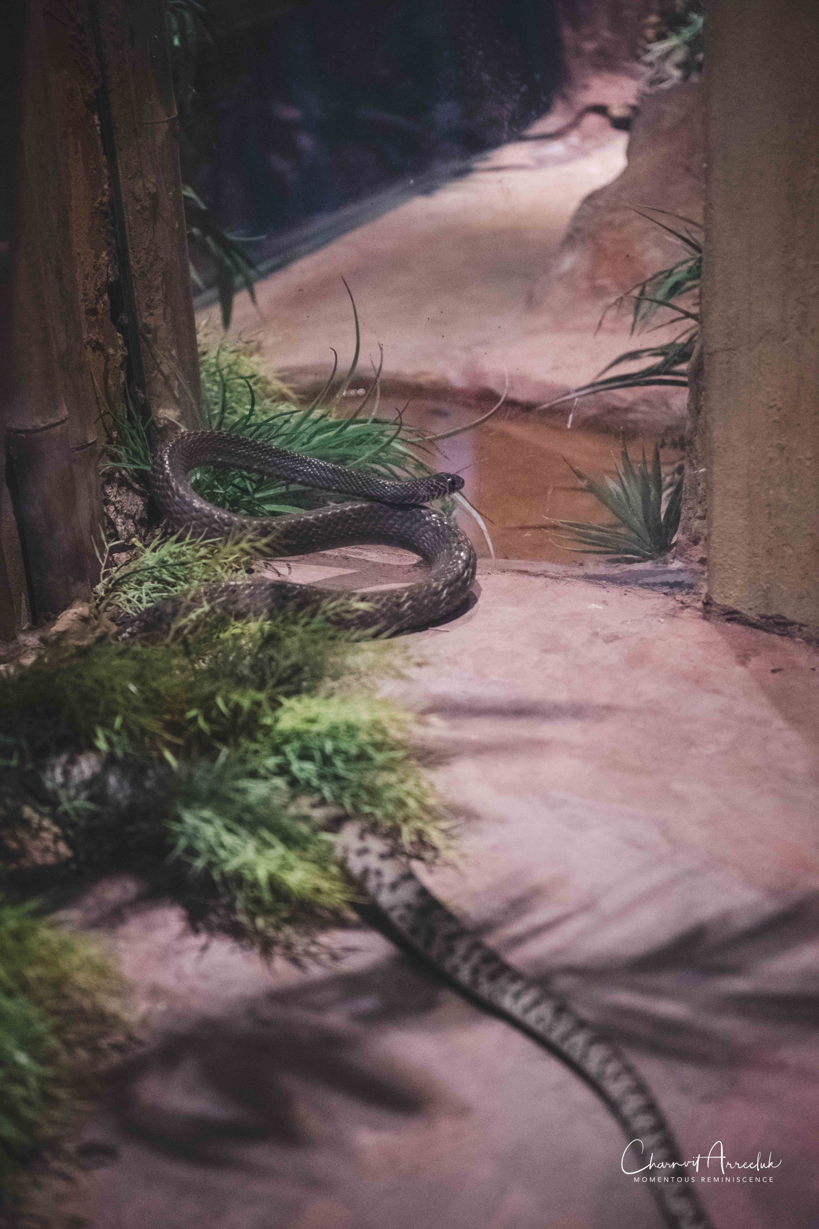 2021-12-11 - Siam Serpentarium-15 (Squarespace).jpg