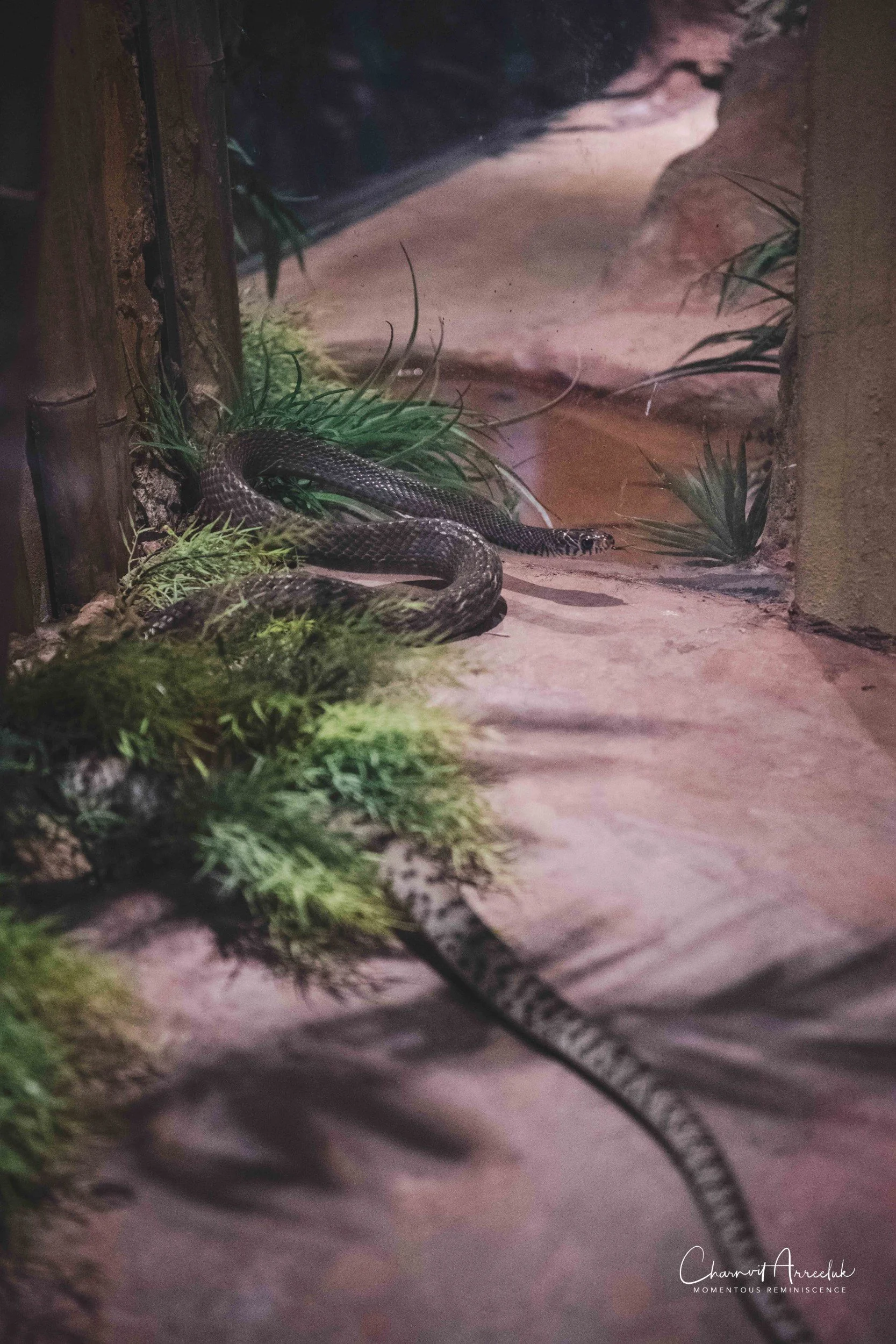 2021-12-11 - Siam Serpentarium-16 (Squarespace).jpg