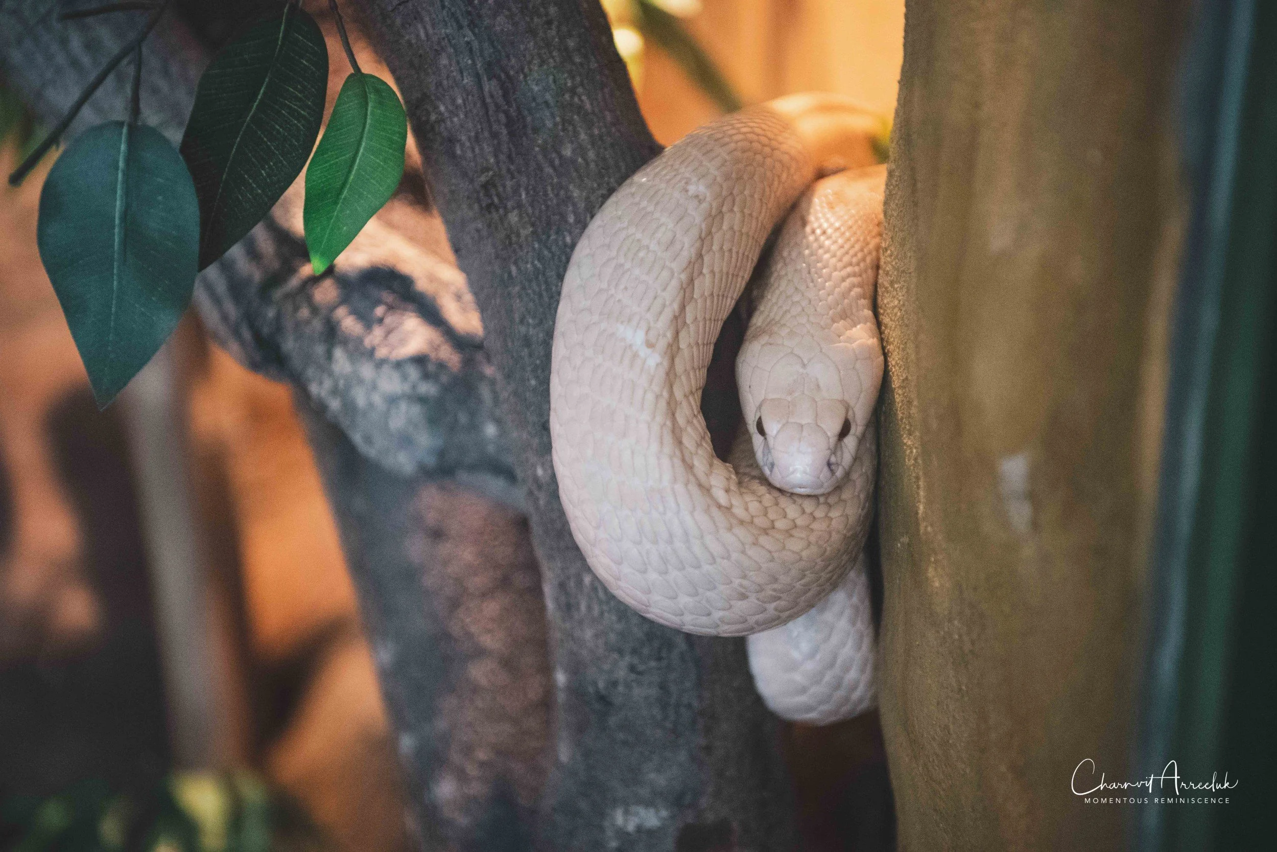 2021-12-11 - Siam Serpentarium-17 (Squarespace).jpg
