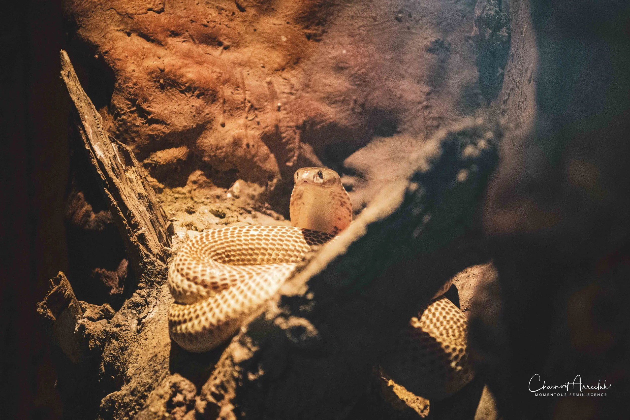 2021-12-11 - Siam Serpentarium-18 (Squarespace).jpg