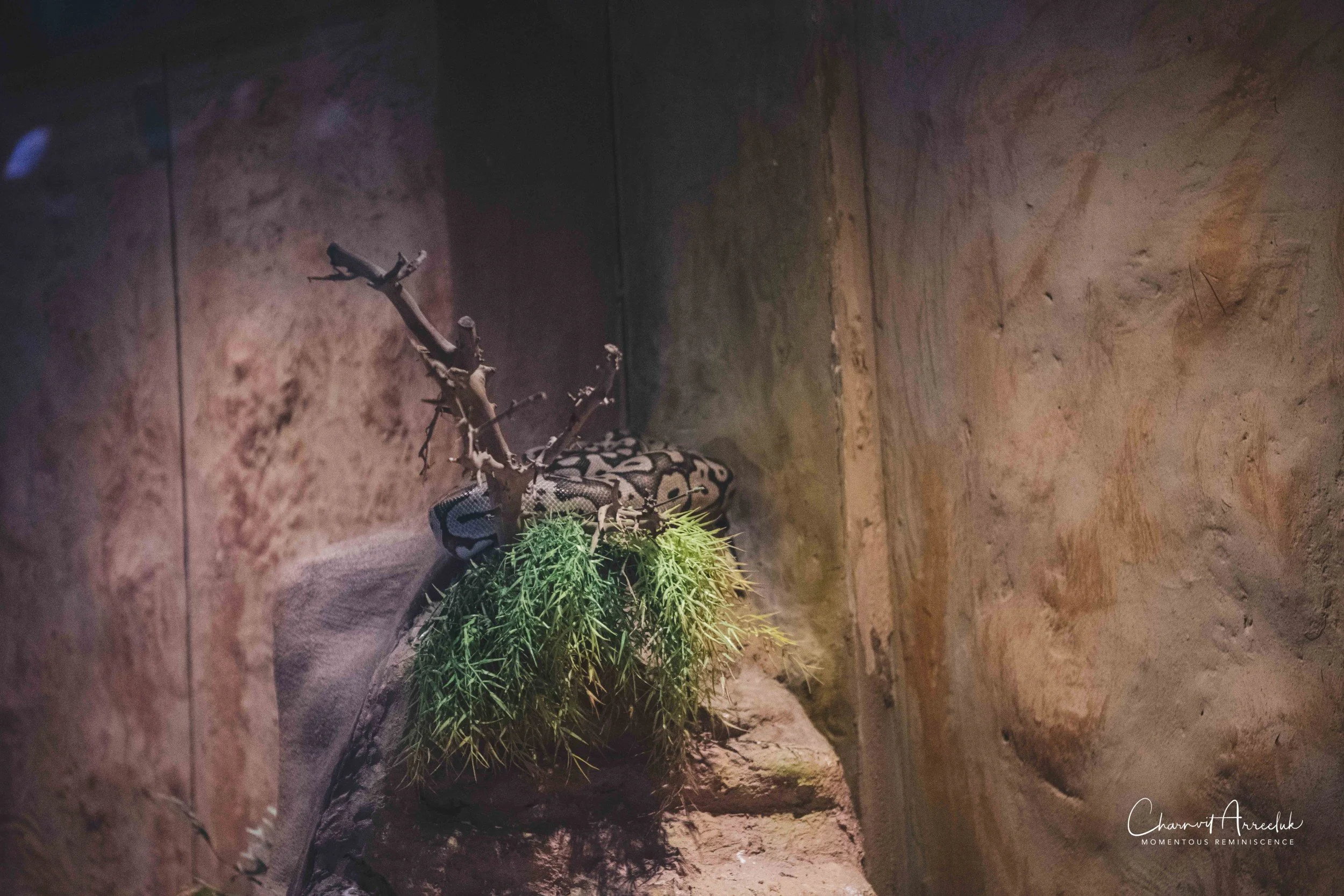2021-12-11 - Siam Serpentarium-19 (Squarespace).jpg