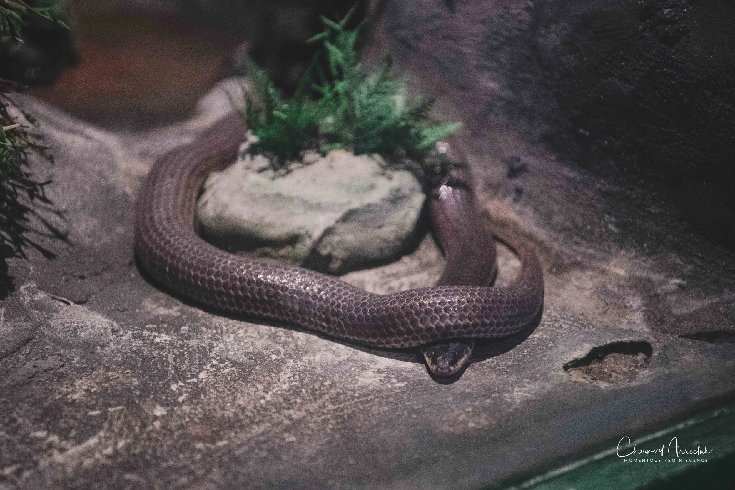 2021-12-11 - Siam Serpentarium-20 (Squarespace).jpg