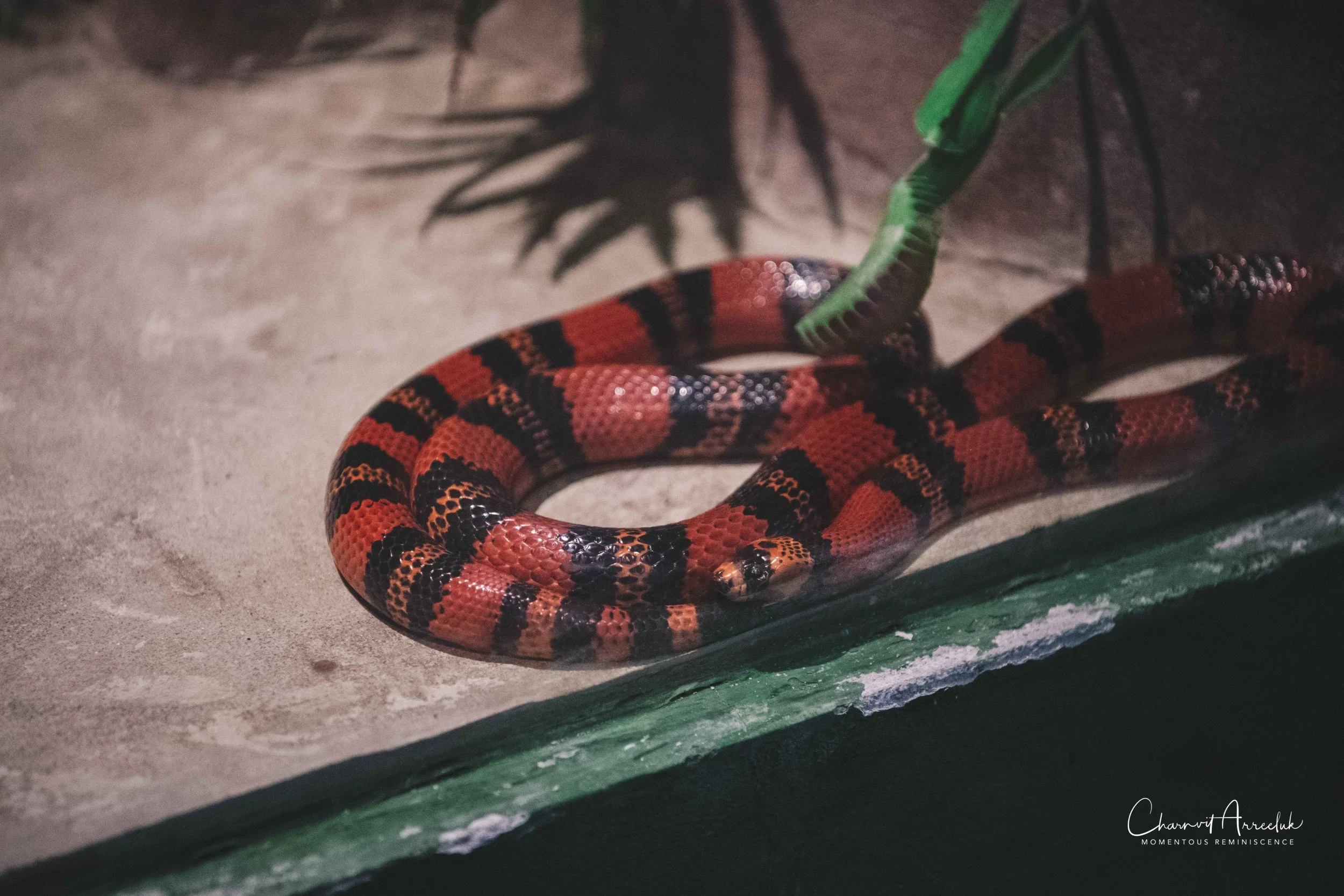 2021-12-11 - Siam Serpentarium-21 (Squarespace).jpg