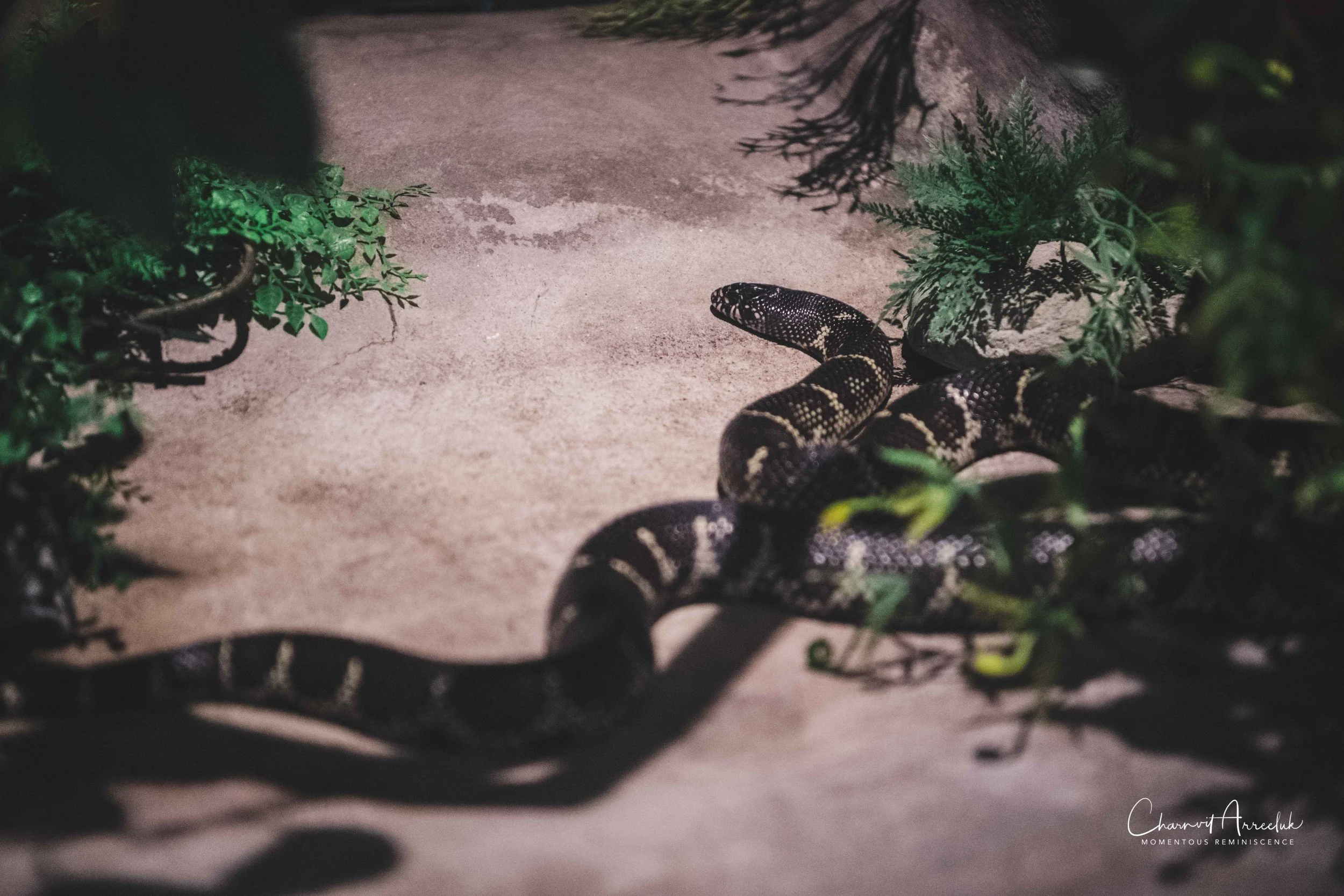 2021-12-11 - Siam Serpentarium-22 (Squarespace).jpg