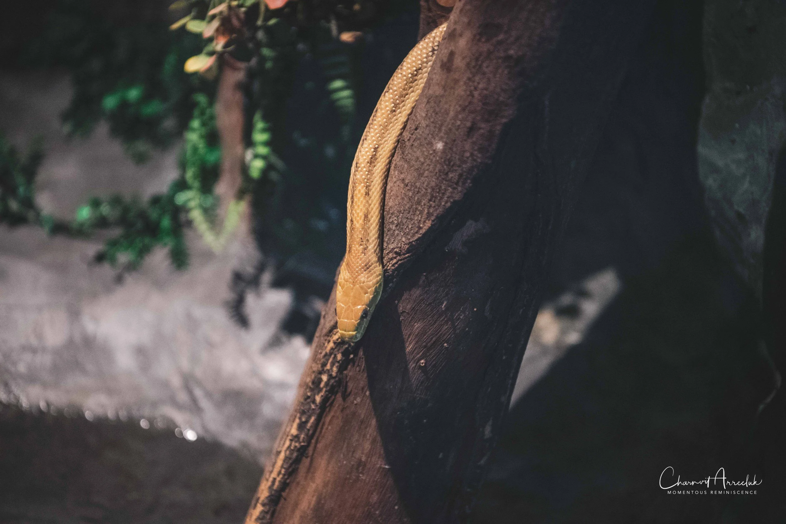 2021-12-11 - Siam Serpentarium-23 (Squarespace).jpg