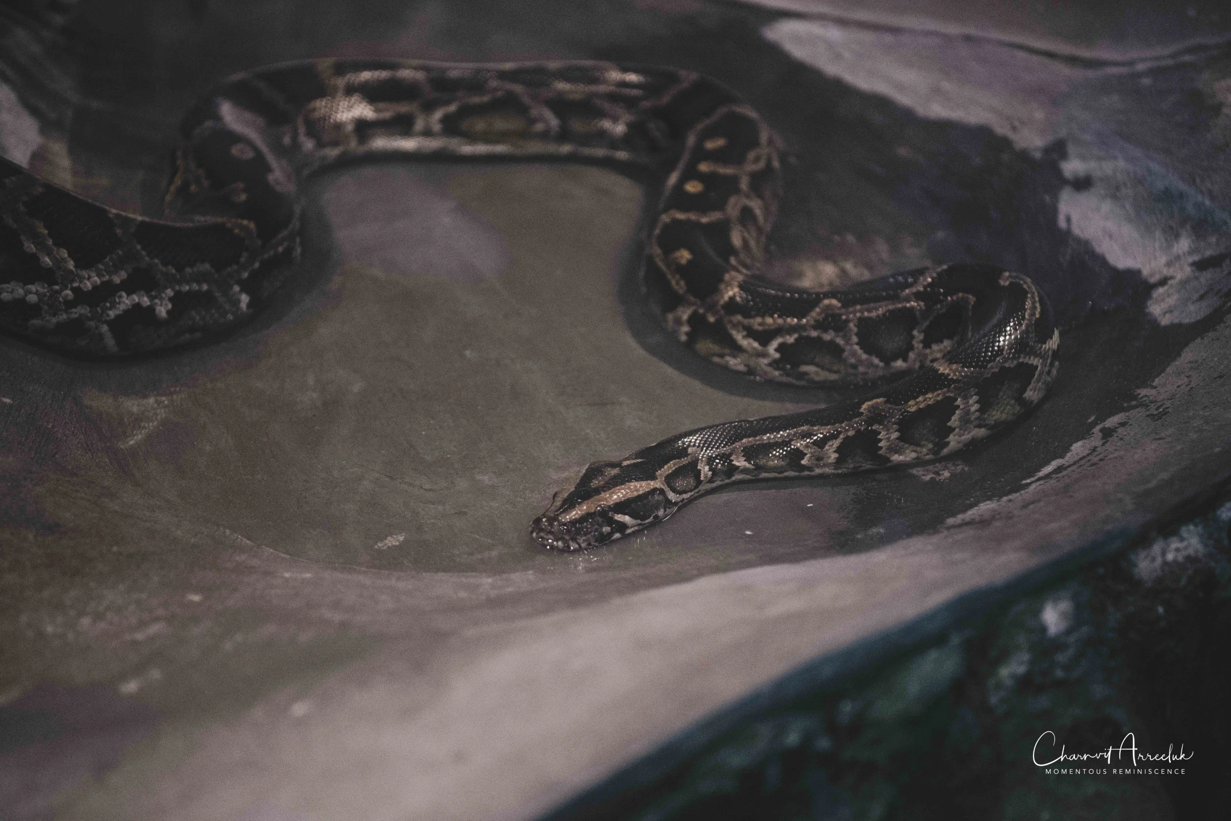 2021-12-11 - Siam Serpentarium-24 (Squarespace).jpg