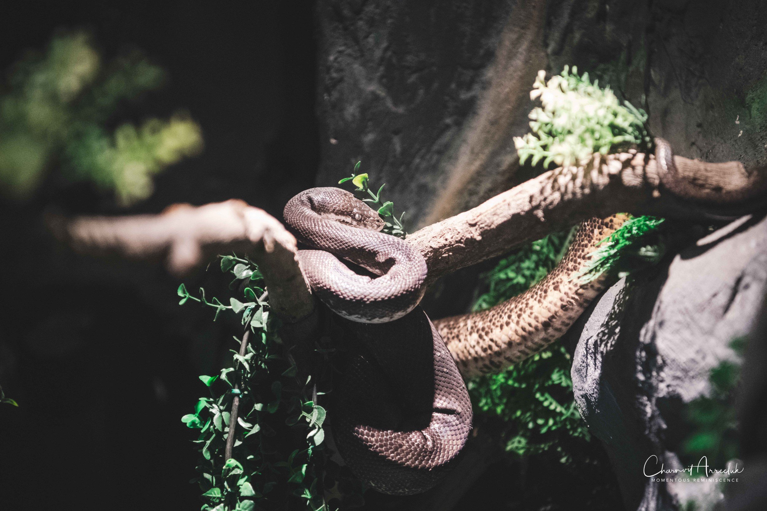 2021-12-11 - Siam Serpentarium-26 (Squarespace).jpg