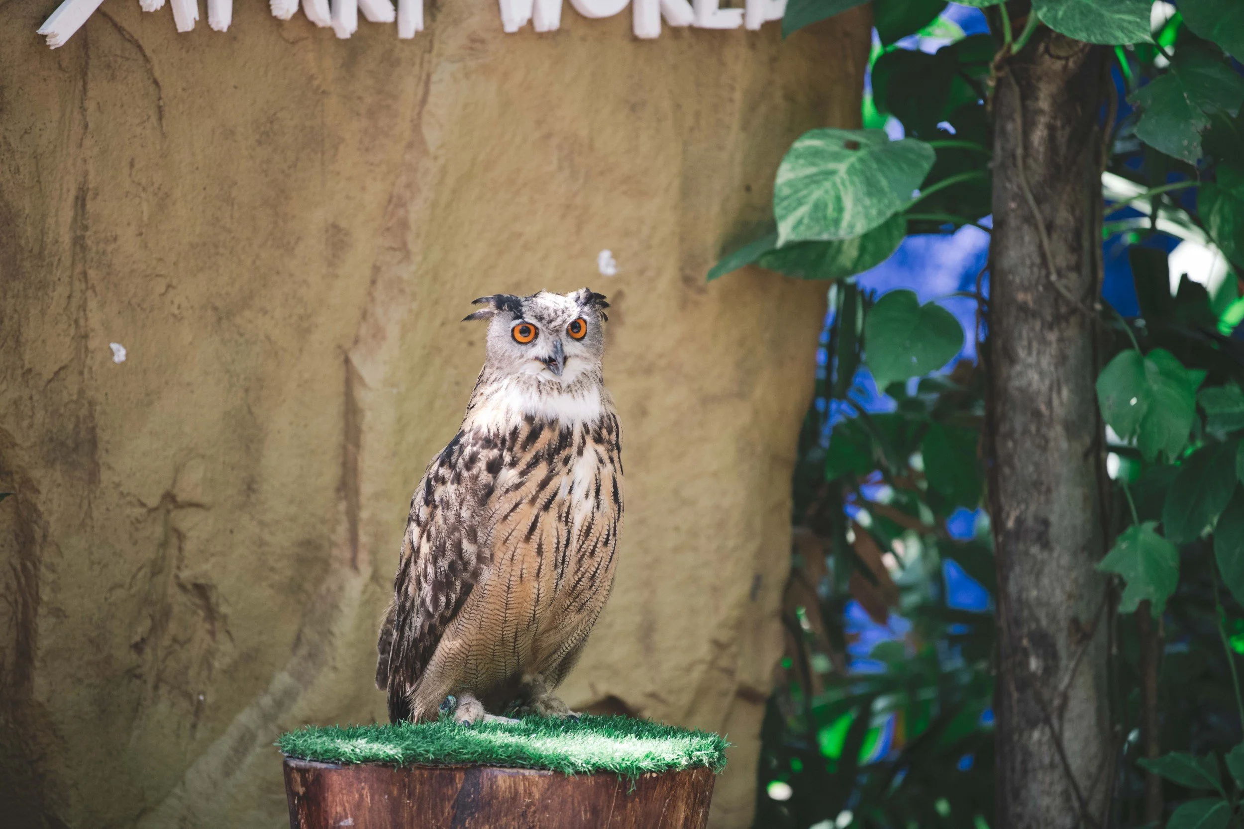 2022-01-15 - Rex Safari World (7) (Squarespace).jpg