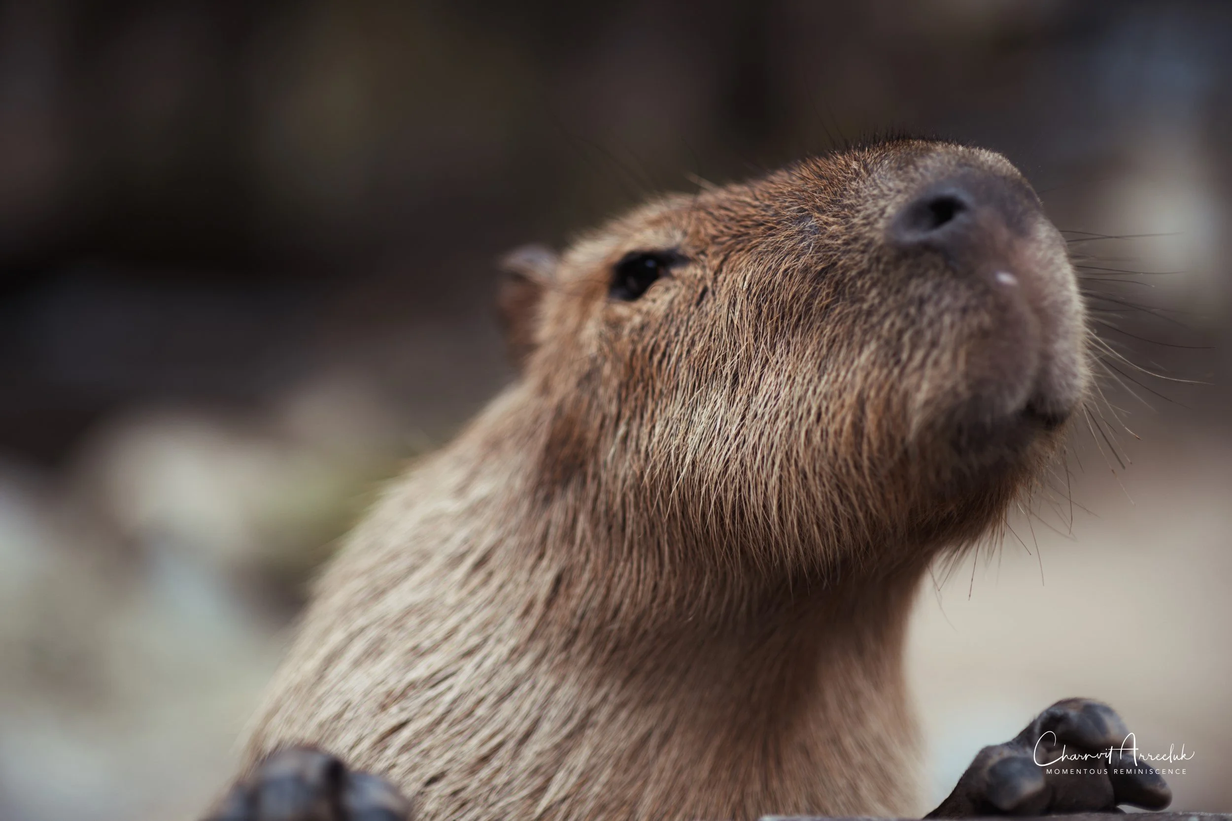 2022-10-15 - Safari World-31 (Squarespace).JPG