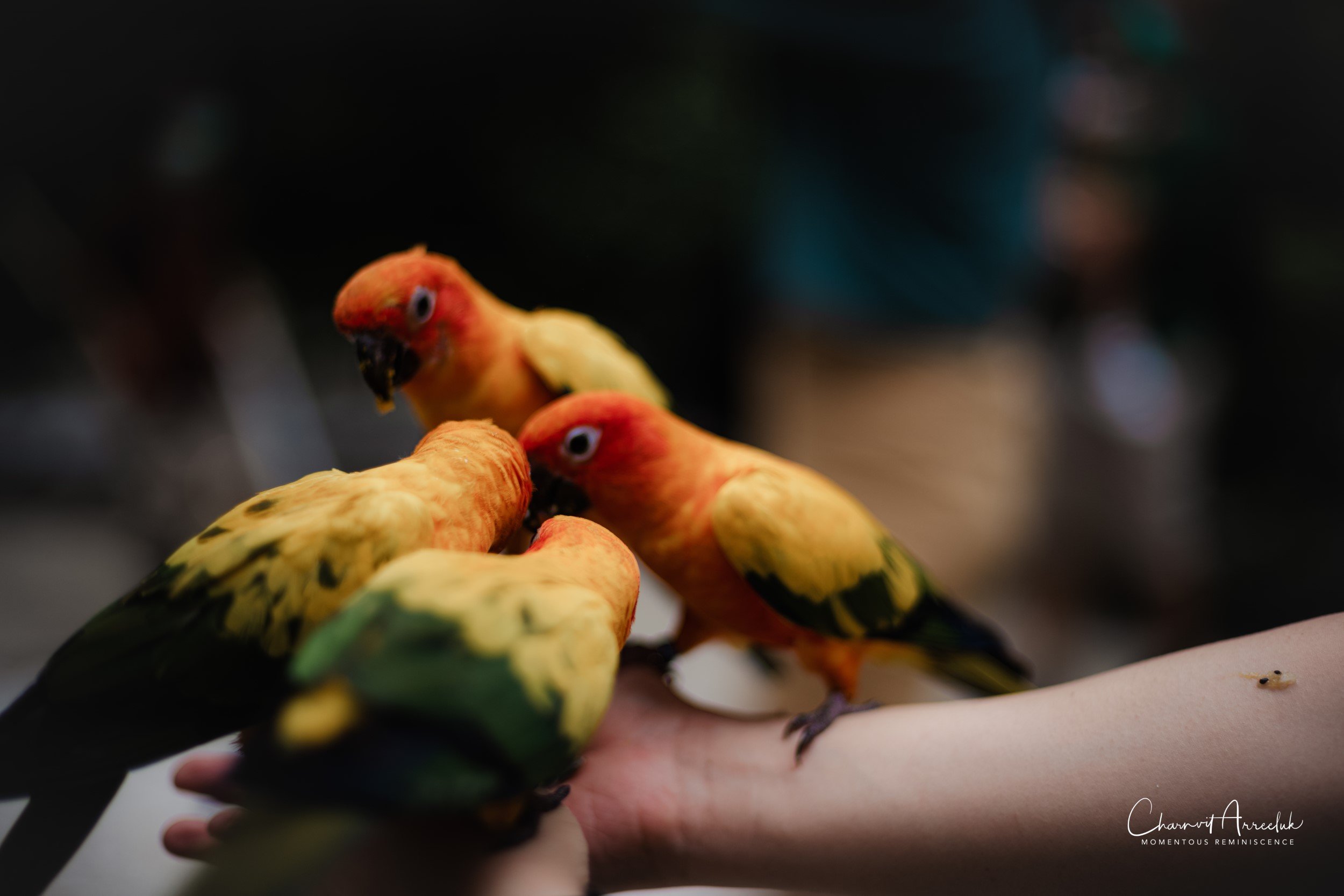 2022-10-15 - Safari World-44 (Squarespace).JPG