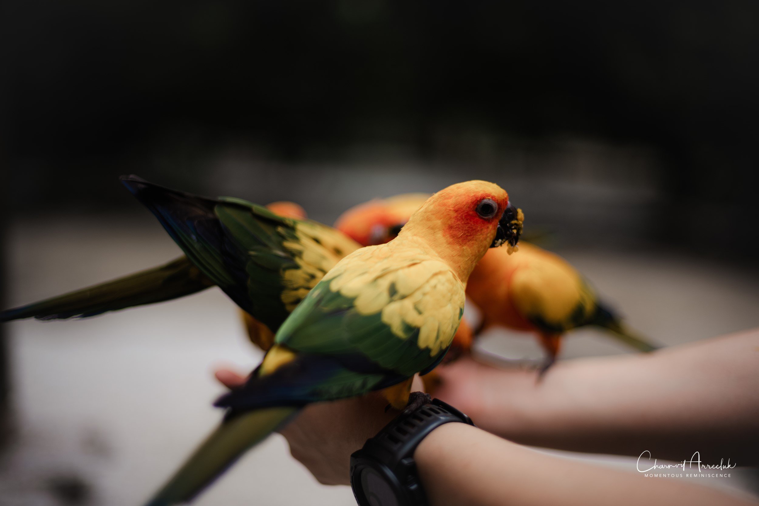 2022-10-15 - Safari World-47 (Squarespace).JPG