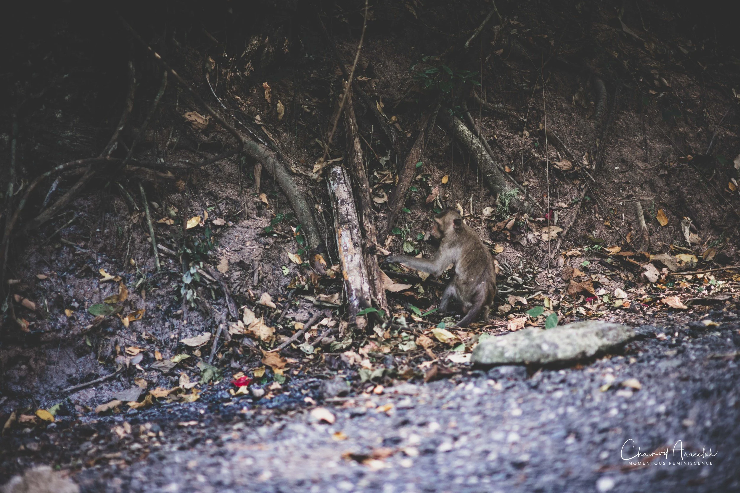 2022-11-11 - Bangsaen and the waterfall-41 (Squarespace).JPG