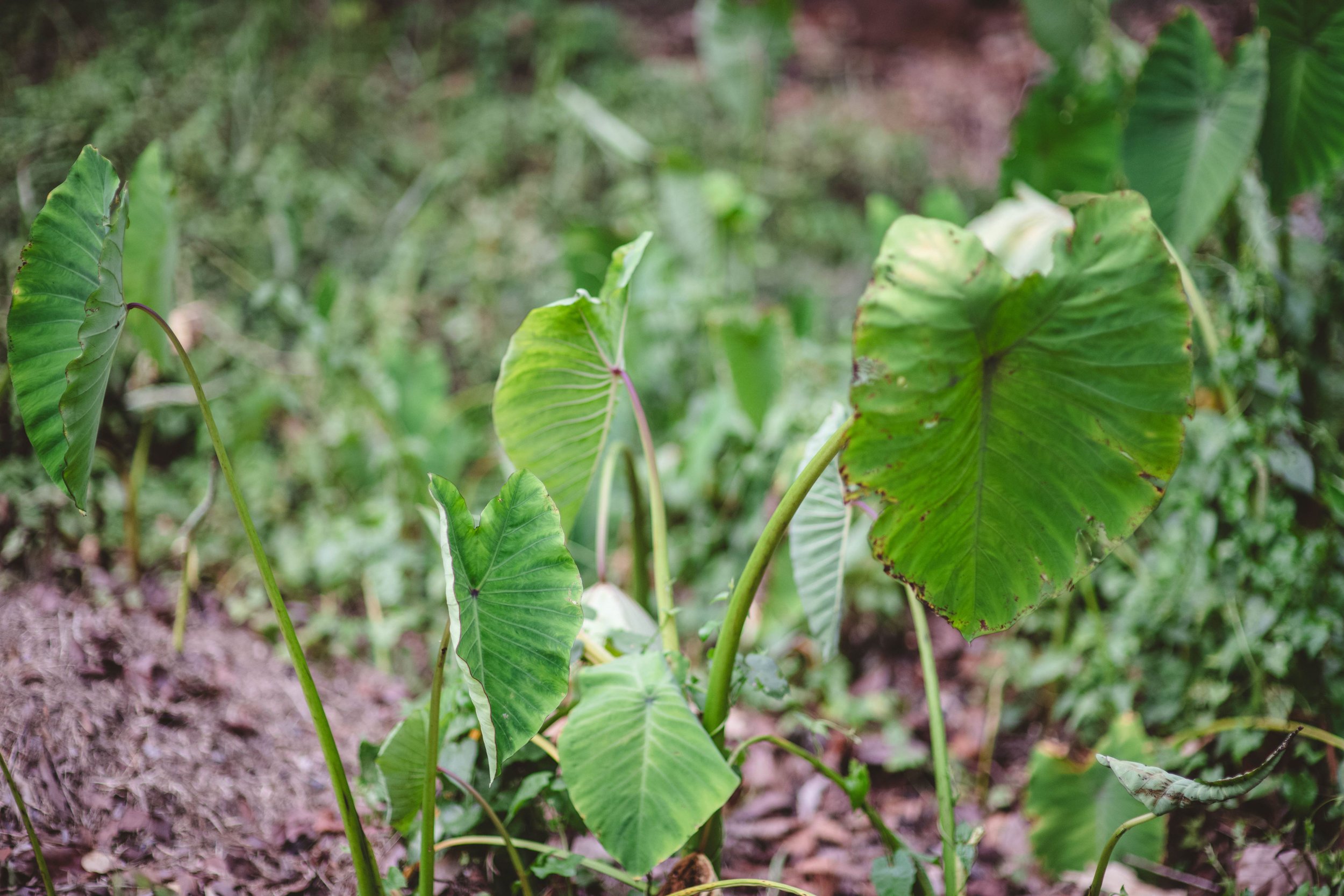 2024-05-10 - Khao Soi Dao and Chantaburi-14 - Resize 4128 2752.JPG