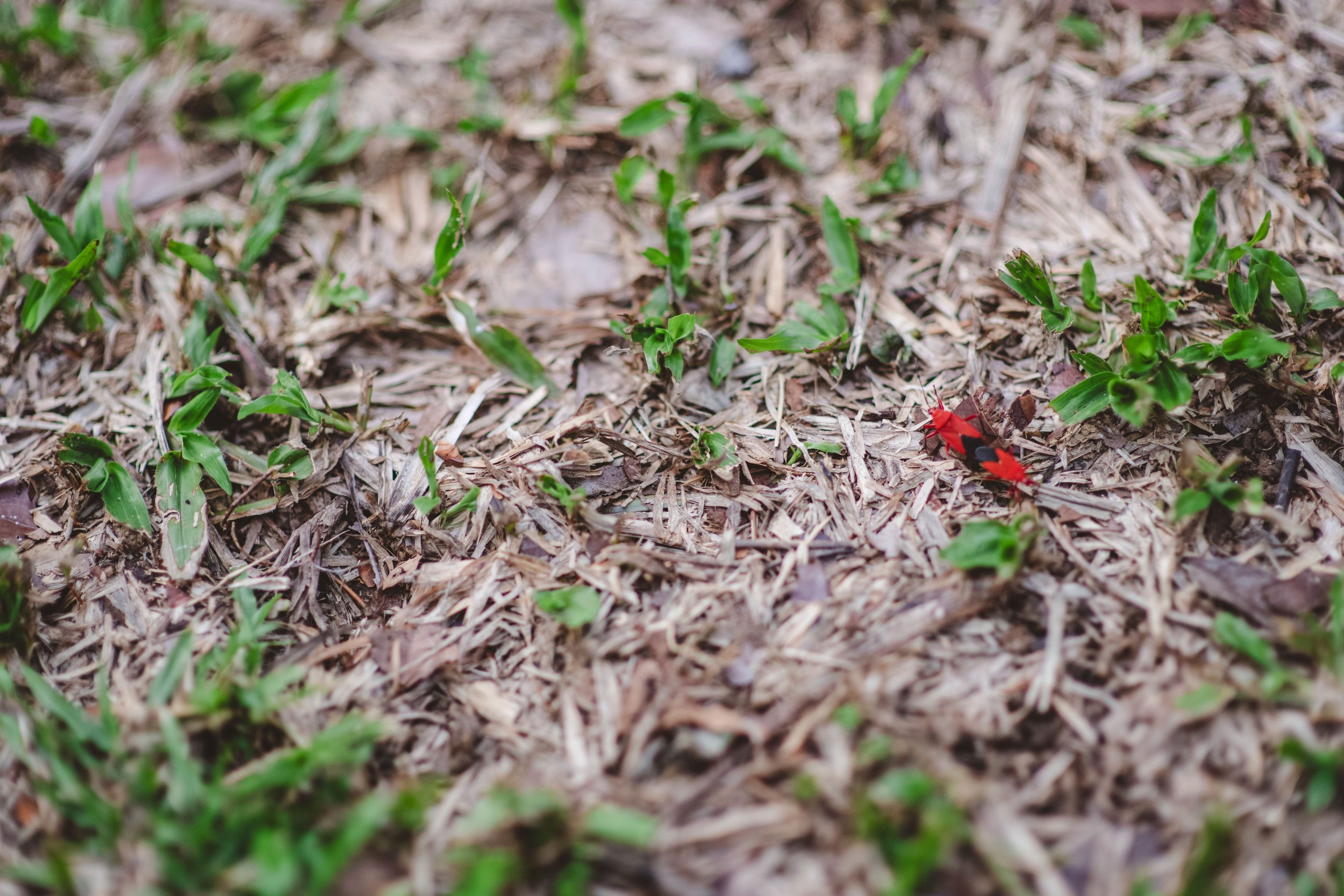 2024-05-10 - Khao Soi Dao and Chantaburi-15 - Resize 4128 2752.JPG