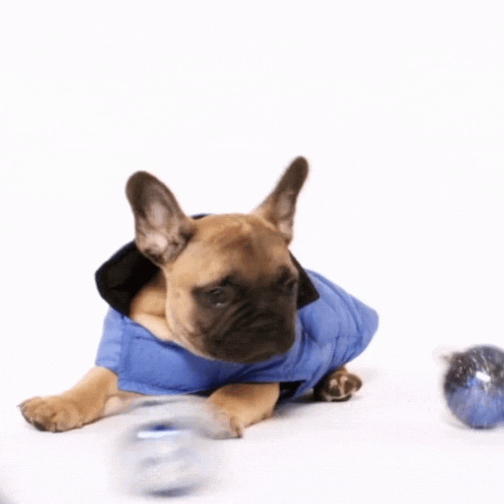 HOLIDAY PUPPY VEST