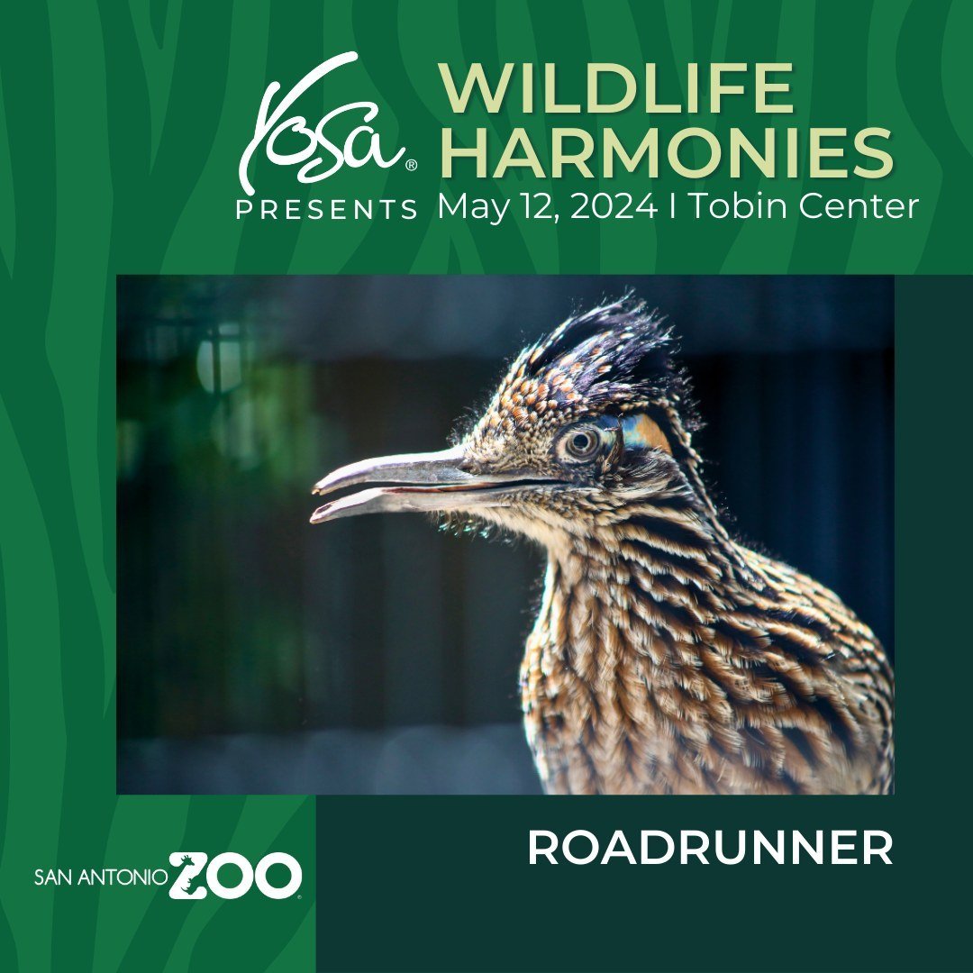 🐾🎶 Dive into the wild with us! 🌿✨

Swipe through to meet the incredible animals from @sanantoniozoo that have have inspired 13 composers at @composersalliancesa, whose pieces will be premiered by the YOSA Philharmonic at 'Wildlife Harmonies' on Ma